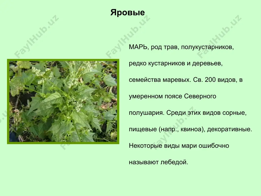 сти почвы и укореняющихся в узлах. борьба осенью, после уборки овощей, проводят рыхление почвы на небольшую глубину. а через 1-2 недели участок с взошедшими сорняками перекапывают на штык лопаты (18-24 см). ползучие сорняки лапчатка, род трав, кустарничков и полукустарников семейства розоцветных. св. 300 видов, главным образом в сев. америке и евразии лапчатка гусиная, или гусиная лапка, пригодна в пищу, сорняк. лекарственные (калган и др.) и декоративные растения; медоносы. ползучие сорняки