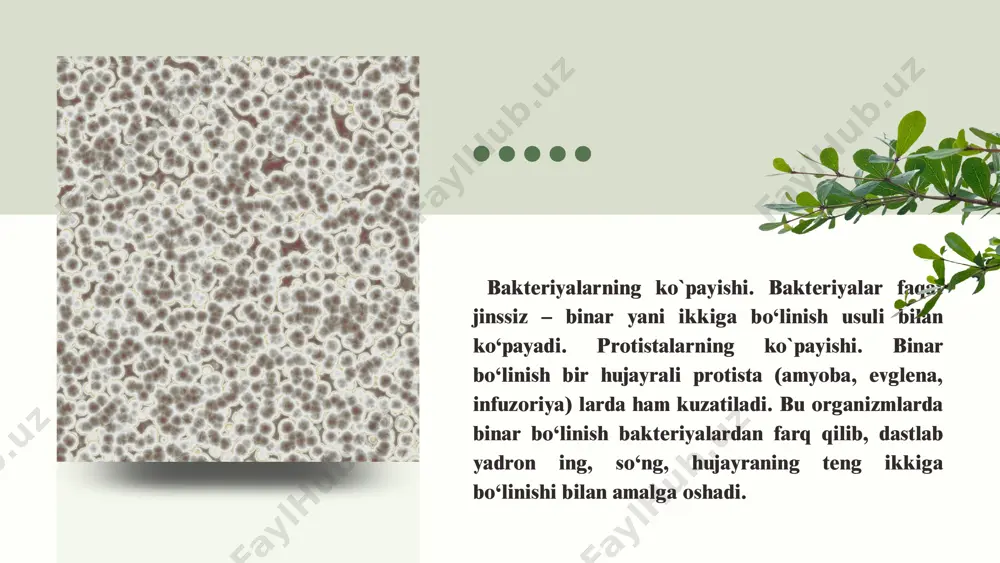 tirik organizmlarning ko’payishi - Page 4