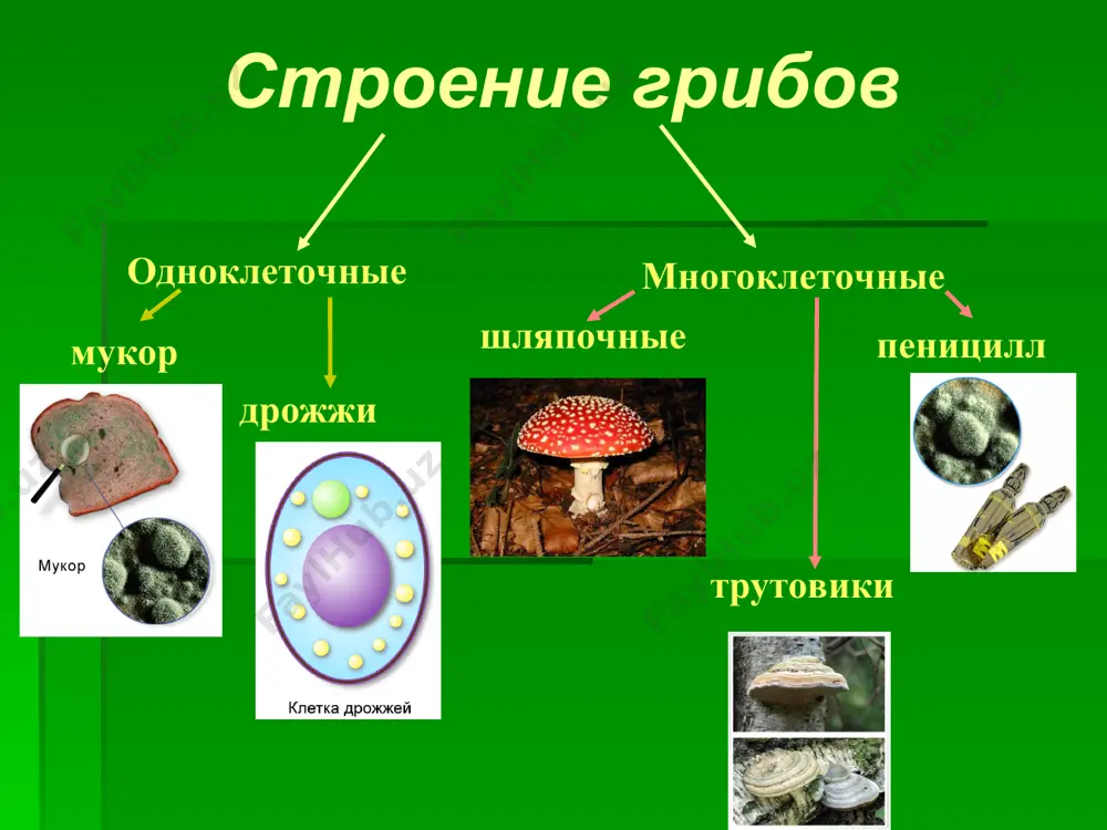 царство грибы - Page 3