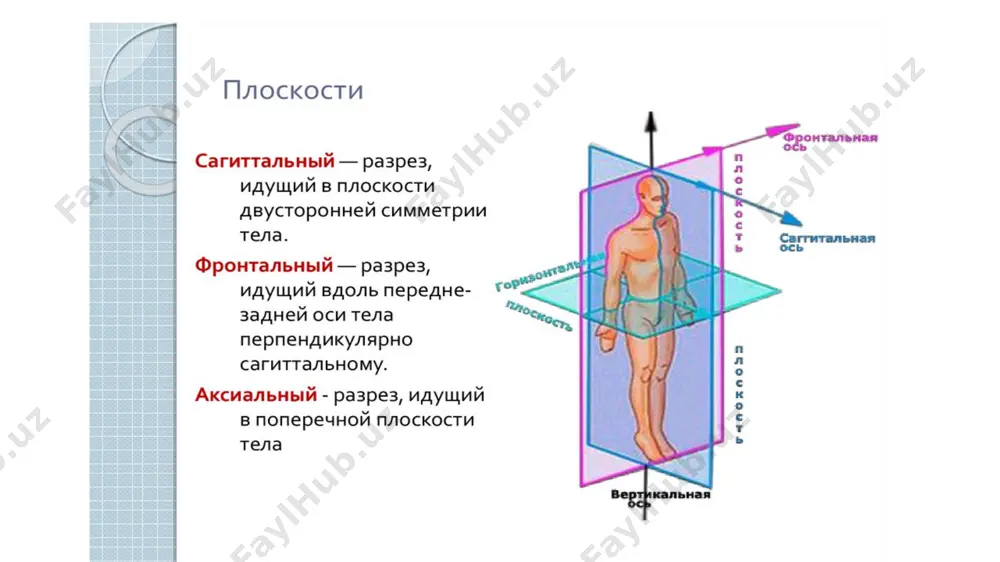 . bo‘yin umurtqalari (vertebrae cervicales) 7 dona i va ii bo‘yin umurtqalari boshqa bo‘yin umurtqalaridan tuzilishi jihatidan farq qiladi, chunki ular bosh harakatini ta’minlaydi. i bo‘yin umurtqasi atlantning (atlas) (10-rasm) tanasi taraqqiyot davrida ii bo‘yin umurtqasiga tish hosil qilib birikib ketadi. natijada uning tanasi o‘mida atlantning oldingi ravog‘i (arcus anterior atlantis) hosil bo‘ladi va umurtqa teshigi kengayadi. atlantning oldingi ravog‘ining old yuzasida oldingi do‘mboqcha (tuberculum anterius), ichki tomonida ii umurtqa tishi bilan bo‘g‘ im hosil qiladigan tish chuqurchasi (fovea dentis) bor. atlantning orqa ravog‘ining (arcus posterior atlantis) orqa yuzasida orqa do‘mboqcha (tuberculum posterius) bor. atlantning oldingi va orqa ravoqlari o‘zaro yon massasi (massa lateralis atlantis) vositasida birikadi. yon massalaming ustida joylashgan ustki bo‘g‘im yuzasi (facies articularis superior) oval shaklda, ensa suyagining do‘ngi bilan bo‘g‘im hosil qiladi. ostki bo‘g‘im yuzasi (facies articularis inferior) yassi, yumaloq bo‘lib, п bo‘yin umurtqasi bilan bo‘g‘im hosil qiladi. orqa ravoqning yuqori yuzasida umurtqa arteriyasining egati (sulcus …