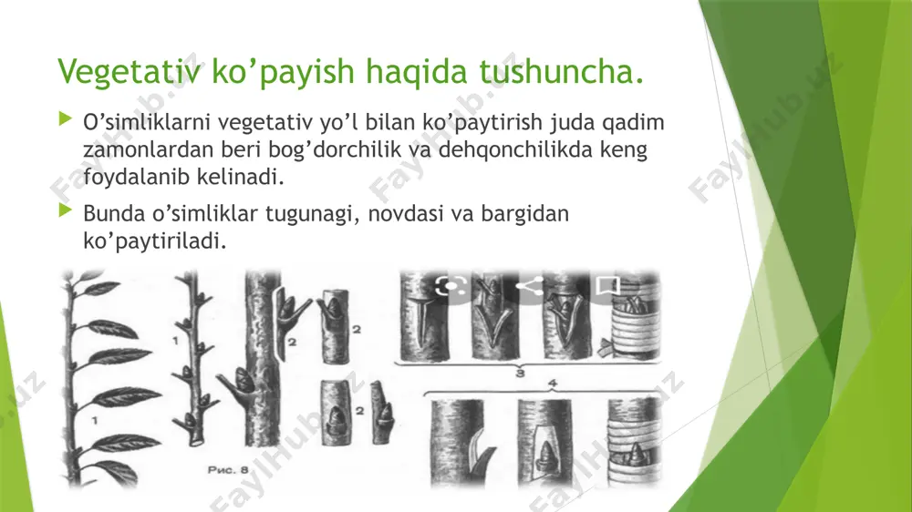 o'simliklarning vegetativ ko'payishi - Page 4