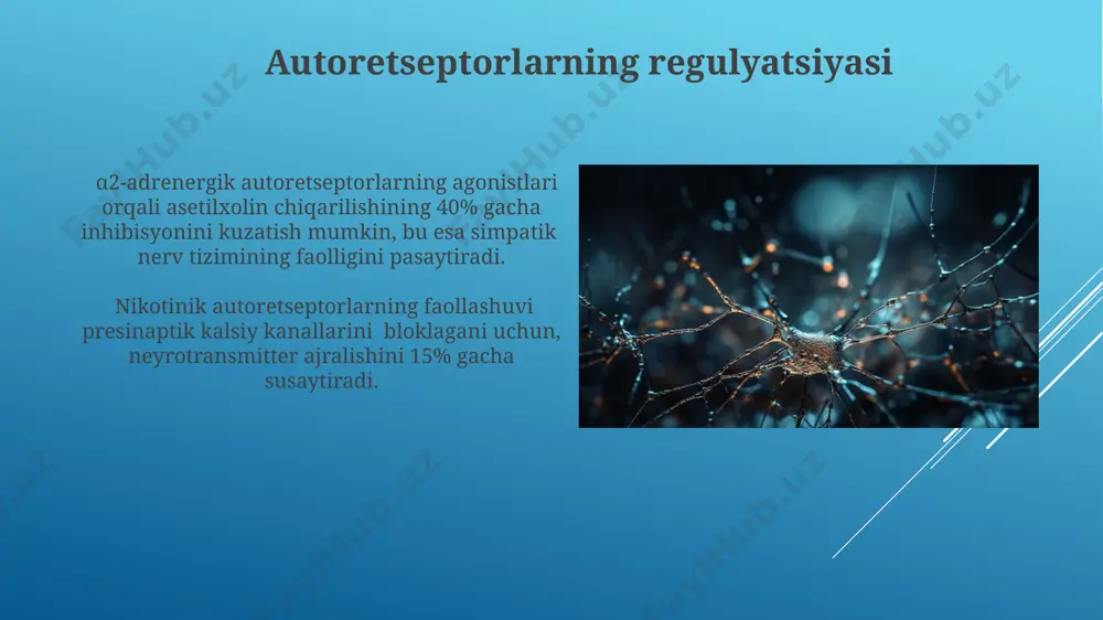 inesteraza inhibitörleri, masalan, neostigmin, asetilxolin gidrolizini 50% gacha kamaytirib, xolinergik sinapslarni kuchaytiradi va mushaklarning haddan tashqari qo'zg'alishini keltirib chiqarishi mumkin. effektiv innervatsiyani ta'sir qiluvchi vositalar effektli innervatsiyani botulinum toksinlari, masalan, botoks, nerv-mushak birikmalarida neyrotransmitterlarning chiqarilishini 100 nm dan yuqori konsentratsiyalarda blokirovka qiladi, bu mushaklarning spazm va gipertoniyasini davolashda qo'llaniladi. nikotinik retseptorlarining antagonisti kurare singari moddalar mushaklarning effektli innervatsiyasini blokirovka qiladi, shu bilan birga mushaklarning kuchli relaksatsiyasiga olib keladi va nafas olishning to'xtashiga olib kelishi mumkin. davolash va klinik qo'llanilishi miasteniya gravisda immunosupressivlar, masalan, prednizolon, 20-40 mg dozada buyuriladi va bu immun tizimining atsetilkolin retseptorlariga qarshi antikorlar ishlab chiqarishini kamaytiradi, shu bilan mushak kuchsizligini yengillashtiradi. atrofinning mushaklarning efferent innervatsiyasini susaytiruvchi ta'siri 2-3 hafta davom etadi va bu davrda klinik kuzatishlar mushak kuchining pasayishini ko'rsatadi, bu esa mionevral uzatishning buzilishini bildiradi. e'tiboringiz uchun rahmat @taqdimot_robot image1.jpg image2.jpg image3.jpg image4.jpg image5.jpg image6.jpg image7.jpg image8.jpg image9.jpg image10.jpg image11.jpg image12.jpg image13.jpg image14.jpg image15.jpg image16.jpg image17.jpg