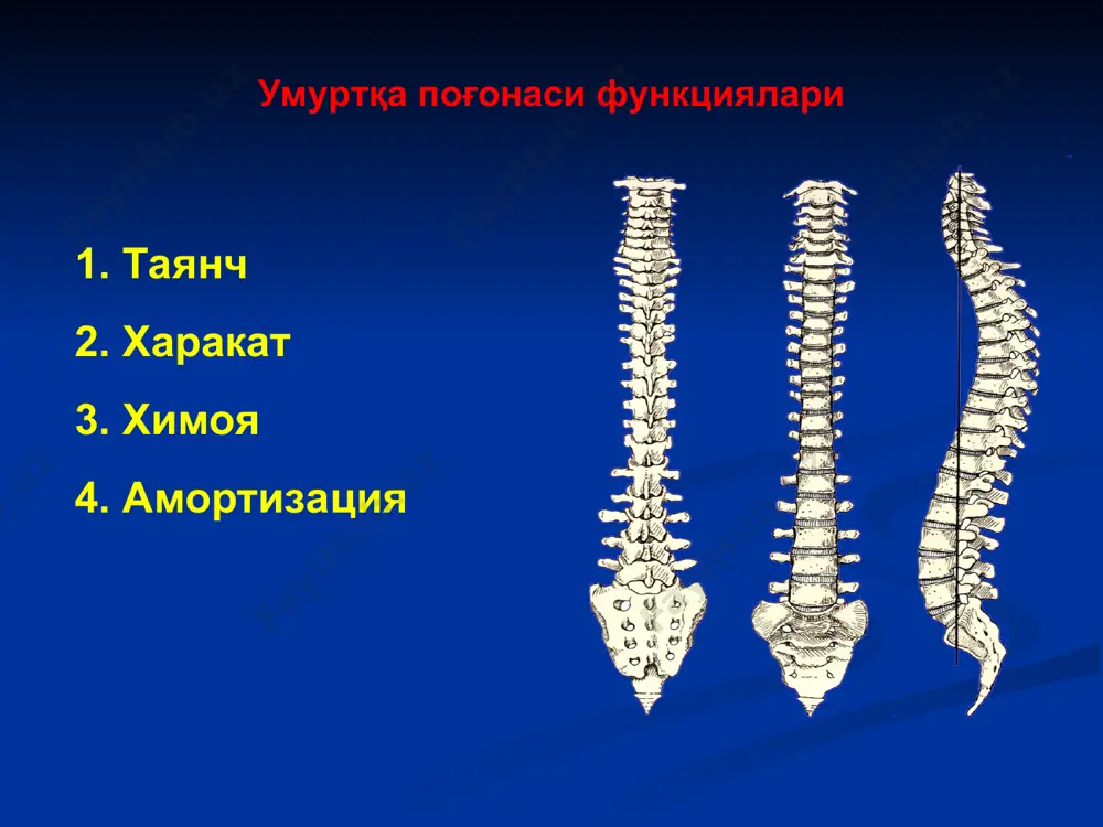 umurtqa po‘gonasi va chanok sohasi jarohatlari - Page 5