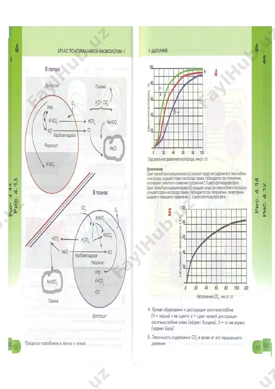 нафас физиологияси - Page 2