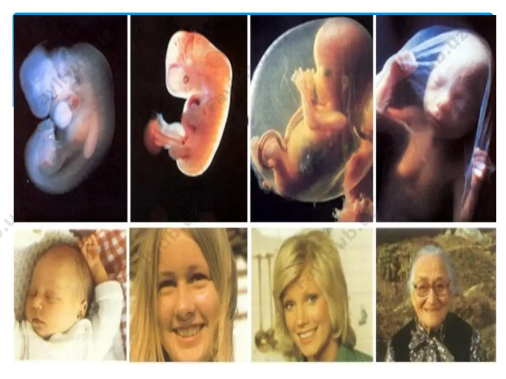 h nuqsonlar: 1. aplaziya — to‘liq organ yoki uning bir qismining bo‘lmasligi; 2. gipoplaziya — organning to‘liq rivojlanmasligi; 3. gipotrofiya —organ massasining kamayishi; 4. gipertrofiya — organ massasining ortib ketishi; 5. gigantlilik — bo‘yning o‘sib ketishi; 6. geteroplaziya — to‘qimalar differensatsiyasining buzilishi; 7. geterotopiya (ektopiya) — organning notipik joylashishi; 8. stenoz — kanal yoki tabiiy teshiklarning torayishi; 9. atreziya — kanal yoki tabiiy teshiklarning bo‘lmasligi. foydalanilgan adabiyotlar 1. xoliqov p.x. va boshqalar. "biologiya" davlat ilmiy nashriyoti. toshkent, 2005, 583 bet. darslik. 2. nishonboyev k.n, hamidov j.h.-"tibbiy biologiya va genetika" davlat ilmiy nashriyoti. toshkent, 2005. 210 bet. daslik image2.png image3.png image4.png image5.jpeg image6.png image7.png image8.jpg image9.png image10.png image11.png image12.png image13.png image14.png image15.png image16.jpg image17.jpeg image18.jpg image19.jpg /docprops/thumbnail.jpeg