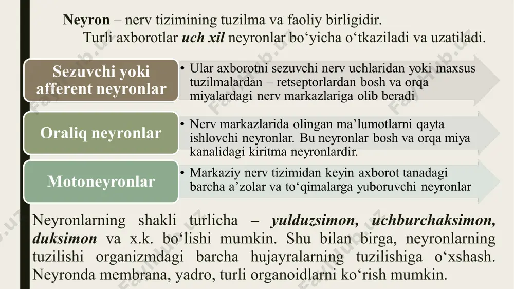 sh va rivojlanishini ta’minlovchi hujayralardir. ularning quyidagi turlari bor: sinapslar fiziologiyasi sinapslarning xususiyatlari. asab impulslarini bir neyrondan boshqa neyron, mushak va bez xujayralariga о‘tkazilishini sinapslar ta’minlaydi. ana shu sinapslar yordamida neyronlar o’zaro aloqada bо‘ladi. sinaps so’zi (grekcha sinapsis) — tutashish, bog’lanish va aloqa ma’nolariga ega. odatda asab tolalarining uchi kengayib tugmacha hosil qiladi. aksonning uchini ko’plab olgan membranani sinapsoldi (presinaptik) membrana deyiladi. sinapslarda mayda va yirik donali (granulali) va donasiz (granulasiz) pufakchalar (vezikulalar) hamda mitoxondriyalar bо‘ladi. pufakchalarda qо‘zg‘alishning о‘tkazilishini ta’minlaydigan kimyoviy moddalar-vositachilar (mediatorlar) sintez qilinadi va saqlanadi. mayda pufakchalarning diametri 40-50 nm, yiriklariniki 80-100 nm ga teng. sinapsoldi membranadan impulsni о‘tkazilishi kerak bо‘lgan (asab, mushak, bez) xujayra membranasi sinapsketi (postsinaptik) membrana deb ataladi. sinapsoldi va sinapsketi membranalari orasida juda kichik (eni 10-50 nm) bо‘lgan yoriq mavjud bо‘lib, uni sinaps yorig’i deyiladi. bu yorik xujayralararo suyuqlik bilan to’lgan, uning tarkibi qon plazmasining tuz tarkibiga yaqin bо‘ladi ajraladigan mediatorning miqdori uzatilayotgan impulslar …