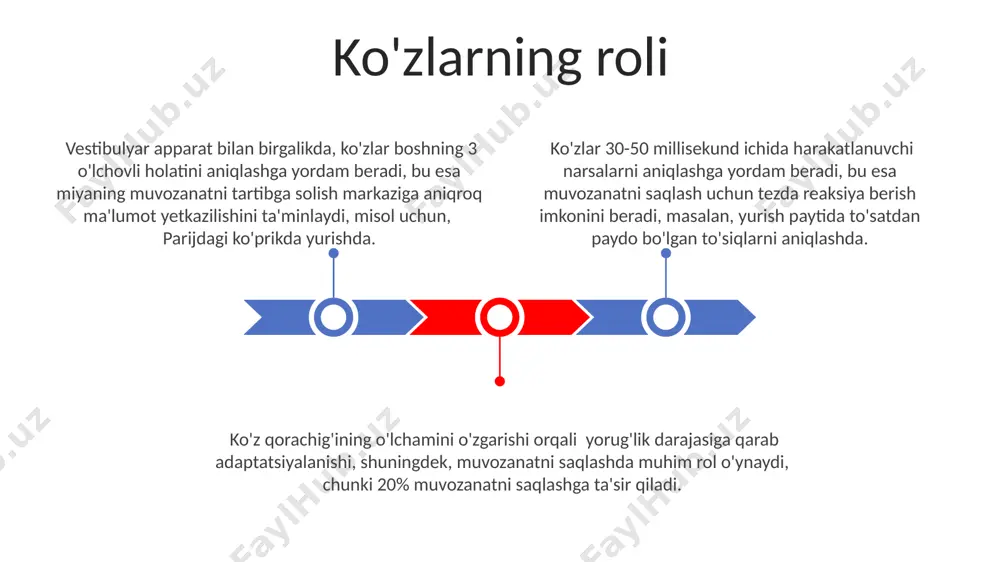 . ichki quloq otolitlar deb ataluvchi kichik kaltsiy karbonat kristallarini o'z ichiga oladi, ular tortishish kuchini aniqlashda yordam beradi va shu bilan muvozanatni saqlashga hissa qo'shadi, masalan, toshkentda tik turganimizda. muvozanatni saqlashning asosiy tushunchalari to'g'ri postura (tananing holati) muvozanatni saqlashda hal qiluvchi omil hisoblanadi; masalan, 30 graduslik egilish markaziy og'irlik nuqtasini o'zgartirib, turg'unlikni pasaytirishi mumkin. muvozanatni saqlashda 2-3 yoshdagi bolalarda vestibulyar apparatning rivojlanishi muhim rol o'ynaydi, bu esa koordinatsiyani yaxshilashga va 60% gacha yiqilish xavfini kamaytirishga yordam beradi. muvozanat mashqlari, ayniqsa, qishloq joylardagi 65 yoshdan oshgan kattalar uchun, qulash xavfini 25% ga kamaytirishga va hayot sifatini yaxshilashga yordam beradi. oyoqlarning to'g'ri joylashishi oyoq barmoqlari biroz tashqariga, taxminan 15 daraja burchak ostida yo'naltirilishi, qo'shimcha barqarorlikni ta'minlaydi va o'ng va chap oyoqlar orasidagi 10 sm farq muvozanatni buzishi mumkin. oyoqlarning to'g'ri joylashishi, samarkanddagi ikkinchi darajali muvozanat mashqlarida ta'kidlanganidek, butun tananing 70% ni tashkil etadi va pastki oyoq-qo'llar bilan tuzilgan 45 daraja burchak …