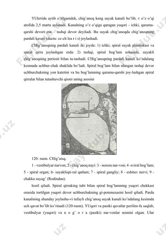 i farq qilinadi (120-rasmga q.). parda kanalining vestibulyar yoki reysner pardasi (membrana ves-tibularis seu reissneri) nomi bilan yuritiluvchi yuqori deveri, ya’ni gipotenuzasi oddiy ko’rinishga ega. u zich tolali biriktiruvchi to’qi- madan tuzilib, uning parda kanal ichiga qaragan pastki yuzasi yassi epiteliy bilan qoplangan. tashqi, perilimfaga tcaragan yuzasi esa endoteliy bilan qoplanib, devori qalinlashgan suyak usti pardasi bi-lan zich qo’shilib ketadi. suyak usgi pardasi bu erda chig’anoq spiral bog’lamini (ligamentum spirale cochleae) hosil qiladi. uchburchakning yon katetini spiral beg’lamdan boshlyanuvchi hujayralar tashkil etadi. •spiral bog’lamini qoplevchi epitgliy qalinlashib, bir necha qavat 'kubsimon epiteliydan tashkil topadi. ushbu epiteliyning xarakterli xususiyati shundan iboratki, unda qon tomirlar bo’ladi. shu sababli mazkur qalinlashgan epiteliy tomirli tasma (stria vascularis) deb yuritiladi. undagi tomirlar parda kanali ichidagi endolimfani xrch£il qilishda ishtirok etadi. spiral suyak plastinka sehasida ham suyak usti pardasi qalinlashib, spiral bo’rtma yoki limbni (limbus spiralis) hosil qiladi. spi-ral limbning yuqori yuzasi sekretciya qilish qobiliyatiga ega …