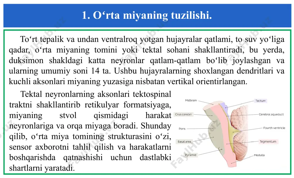oʻzning pastki egri va yuqorigi toʻgʻri mushaklari (koʻzni harakatlantiruvchi asab) qisqaradi hamda bir vaqtning oʻzida, yuqorigi egri (toʻsiq asab) va pastki toʻgʻri (koʻzni harakatlantiruvchi asab) mushaklari boʻshashadi. 2. oʻrta miyaning harakatlarni boshqarishdagi ishtiroki. bu holatda, mos ravishdagi motor markazlarning qoʻzgʻaluvchanligi, oʻrta miya retikulyar formatsiyasi toʻrt tepaligining yuqorigi tepaligi ostida lokallashgan bir guruh neyronlar tomonidan boshqariladi. ushbu sohada, vertikal sakkadalar boshlanishidan oldin, oʻzining impuls razryadlari chastotasini koʻpaytiruvchi retikulyar neyronlar ham topilgan. shunday qilib, oʻrta miyaning retikulyar fomatsiyasi koʻz mushaklari qisqarishining koordinatsiyasida muhim rol oʻynaydi. bu retikulyar formatsiya, toʻrttepalikning yuqori tepaliklaridan, miyachadan, bosh miya katta yarim sharlari koʻruv sohasining vestibulyar yadrolaridan afferent kirishga ega. ushbu kirish boʻylab keladigan impulslar, retikulyar formatsiya markazlari tomonidan integratsiya qilinadi va koʻzni harakatlantiruvchi apparat ishini harakatlanuvchi ob’ektlar qoʻqqisdan paydo boʻlgan paytda, boshning holati oʻzgarganda, koʻzning erkin harakatlari paytida reflektorli oʻzgarishlari uchun hizmat qiladi. retikulyar formatsiya, chanoq-miya yadrolaridagi motorli markazlarga nisbatan, qoʻzgʻatuvchi va tormozlovchi ta’sirlar hisobiga amalga oshiriladigan …