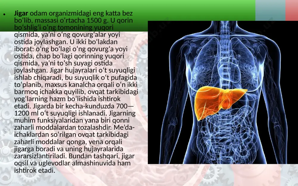 li o‘n ikki barmoq ichakka quyiladi. bu suyuqlik tarkibidagi tripsin fermenti ovqatdagi oqsillarni, lipaza fermenti yog‘larni, amilaza fermenti uglevodlarni parchalab, oziq moddalarning ichakda hazm bo‘lishida muhim ahamiyatga ega. ovqat hazm qilish organlarining ishi nerv va gumoral yo‘l bilan boshqariladi. ovqat hazm qilishning nerv markazi uzunchoq miyada va oraliq miyaning ko‘rish do‘mbog‘i ostida (gipotalamusda) joylashgan. bu nerv markazi parasimpatik (adashgan) va simpatik nervlar orqali ovqat hazm qilish organlari ishini boshqaradi. ovqat hazm qilishning gumoral boshqarilishi. gipofiz bezidan ajraladigan gormonlarning ba’zilari ovqat hazm qilish bezlari ishini kuchaytiradi, qalqonsimon bezning tiroksin gormoni esa bu bezlar ishini susaytiradi. bundan tashqari, ovqat hazm qilish shartli reflekslar orqali ham boshqariladi. bu reflekslarning markazi bosh miya katta yarimsharlarining po‘stloq qismida joylashgan. tashqi muhit harorati yuqori bo‘lganda ovqat hazm bo‘lishining xususiyatlari. tashqi muhitning issiq harorati ovqat hazm qilish organlari faoliyatiga salbiy ta’sir ko‘rsatadi. yoz faslida so‘lak bezlari, me’da-ichak shilliq pardasi ostida joylashgan mayda bezlar, me’daosti bezining ish faoliyati …