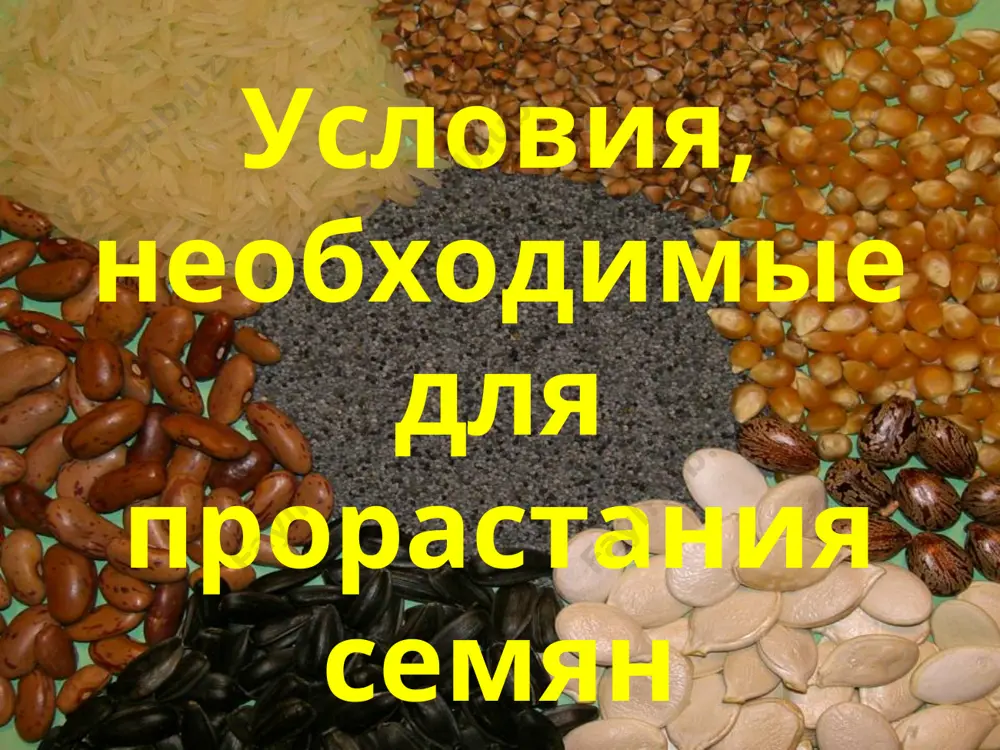 здуха им нужно совсем мало. а зачем же семенам воздух? разве они дышат? да, разумеется. и ты, конечно, помнишь, что дыханием называется процесс, при котором организм или клетка поглощают кислород и выделяют углекислый газ. для прорастания необходимо разное количество тепла. растения, семенам которых при прорастании требуется высокая температура, называют теплолюбивыми, а прорастающие при низких температурах, называют холодостойкими. * условия тепло влага воздух * из всего этого мы можем сделать вывод, что семенам для прорастания необходимы три условия: тепло, влага, воздух. 1 – 2 см 2 – 4 см 4–5 см мелкие семена средние семена крупные семена мак лук салат сельдерей огурцы кабачки морковь редис фасоль бобы горох тыква тыква ячмень и пшеница морковь фасоль 1 этап – поглощение воды. 2 этап – набухание семян. 3 этап – увеличение размеров. деление клеток. 4 этап – появление корешка. 5 этап – появление зародышевого побега. прорастание семян подземный тип надземный тип * по …