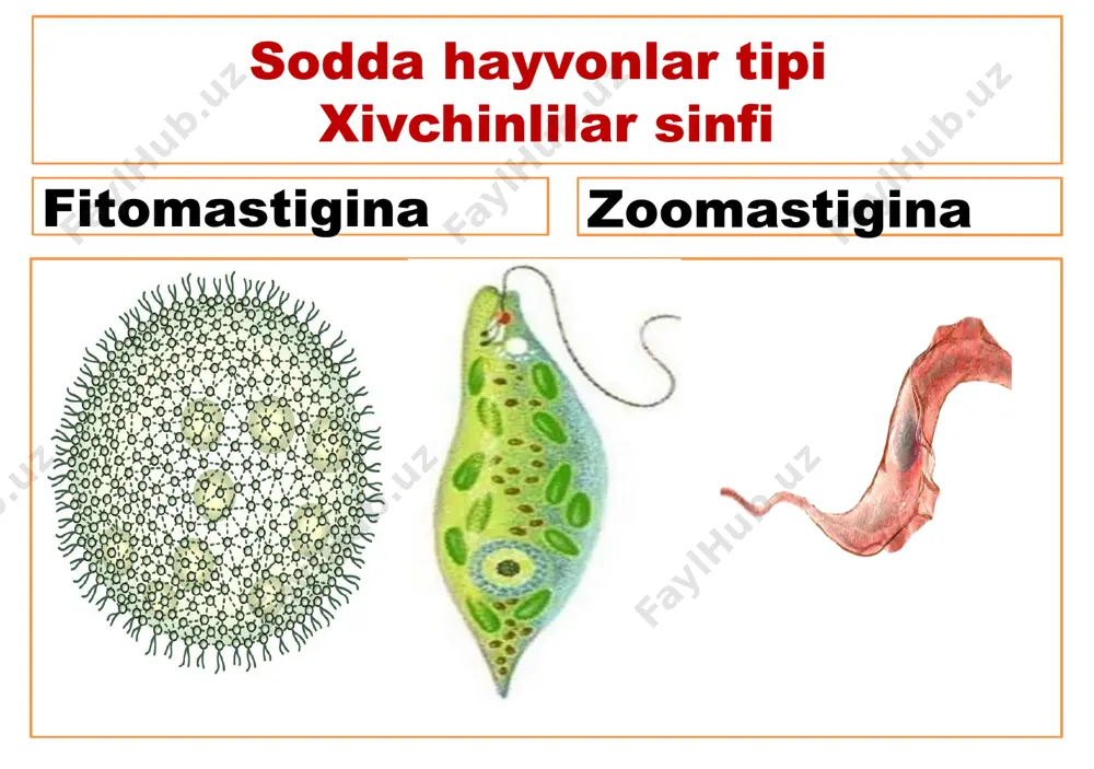 sodda hayvonlar tipi - xivchinlilar sinfi - Page 4
