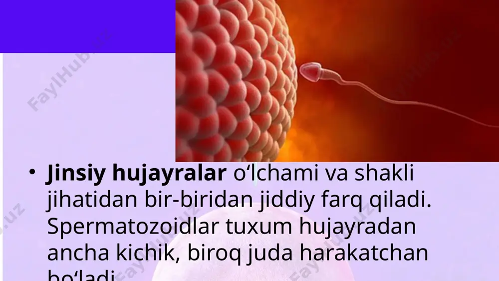 d tuxum hujayrani urug‘ lantirgach, diploid to‘plamga ega bo‘lgan zigota hosil bo‘ladi savol va topshiriqlar jinsiy ko‘payishning jinssiz ko‘payishdan asosiy farqi nimada? jinsiy hujayralarning rivojlanishi qanday davrlarga bo‘linadi? tuxum hujayraning spermatozoiddan qanday farqi bor? image2.jpeg image3.png image4.jpeg image5.jpeg image6.png image7.png image8.jpeg image9.jpeg image10.jpeg image11.jpeg image1.jpeg