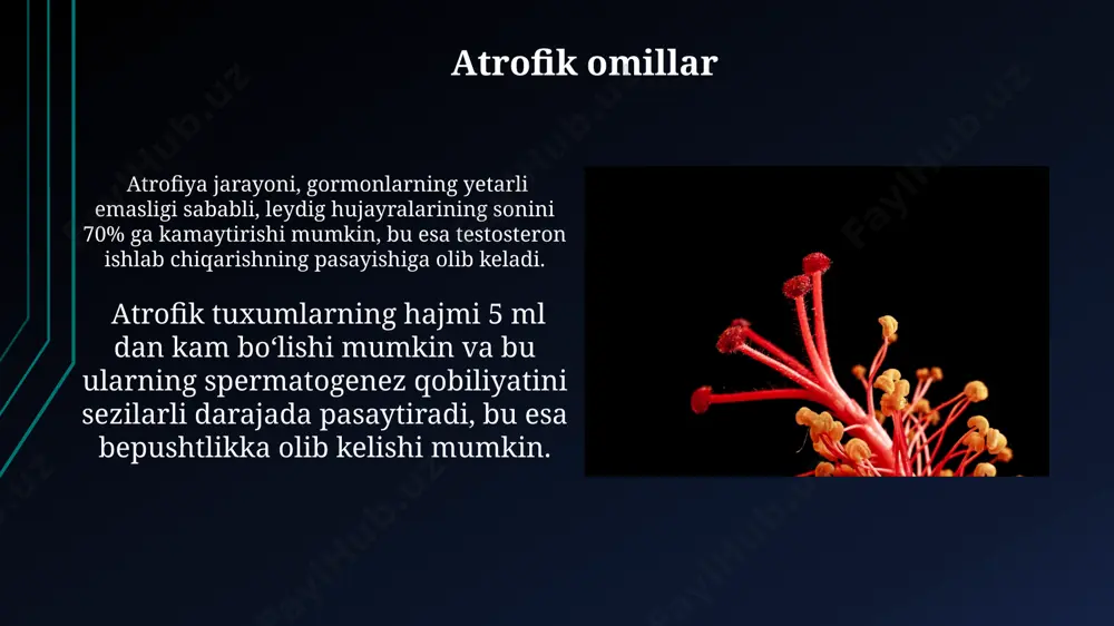 k jarayonida bemorning yoshi va umumiy holati, shuningdek, qorin bo'shlig'i ultratovush tekshiruvi natijalari hisobga olinadi, operatsiyadan oldin 6-8 soat davomida ovqat va ichimliklardan voz kechish talab etiladi. jarrohlik muolajasidan oldin, taxminan 2-3 kun davomida, bemorga antibakterial profilaktika va zarur bo'lganda, og'riq qoldiruvchi dorilar buyurilishi mumkin. differentsial diagnostika inguinal shishlarni differentsial diagnostikasida, 5 yoshgacha bo'lgan bolalarda kriptorxizmni, shuningdek, inguinal gerniyani, gidroselni va limfadenitni hisobga olish kerak. palpatsiya paytida testikularning yo'qligi, taxminan 1% hollarda ektopik joylashuvini ko'rsatishi mumkin, bu holatda testikul odatdagi anatomik joyidan tashqari joylashgan bo'ladi. e'tiboringiz uchun rahmat @taqdimot_robot image1.jpg image2.jpg image3.jpg image4.jpg image5.jpg image6.jpg image7.jpg image8.jpg image9.jpg image10.jpg image11.jpg image12.jpg