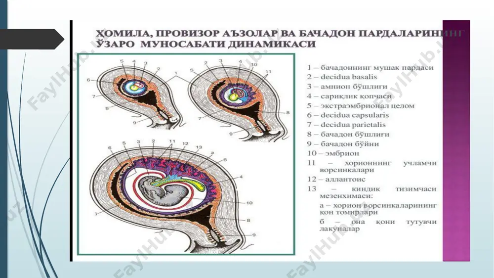 olar faoliyatini hamda moddalar va gazlar almashinuvuni optimal darajasini ta’minlaydi. homila organizmning retseptor mexanizmlari ona yoki o’z organizmi gomeostazidagi o’zgarishlar haqida signallarni qabul qiladi. ular homilaning kindik arteriyasi va venalari devorlarida jigar venalarining quyilish joylarida ,terisi va ichaklarida aniqlangan. ushbu retseptorlarni qitiqlanishi homilaning yurak urish tezligini , tomirlardagi qon oqimi tezligini, qondagi qand miqdorini va boshqalarni o’zgarishiga olib keladi. ona homila tizimidagi aloqani taminlashda platsenta muhim ro’l o’ynaydi, u nafaqat to’plash balki homila rivojlanishi uchun zarur bo’lgan moddalarni sintez qilishga ham qodir. platsenta endokrin funksiyasini ham bajaradi va bir qator gormonlar ichlab chiqaradi: progesteron, estrogen ,xorionik gonadotropin(xg) platsentar lactogen va boshqalar . platsenta orqali ona va homila o’rtasidagi gumoral va nerv aloqalari amalga oshiriladi. e’tiboringiz uchun minnatdorman image1.jpg image2.jpg image3.jpg image4.jpg image5.jpg image6.jpg image7.jpg /docprops/thumbnail.jpeg