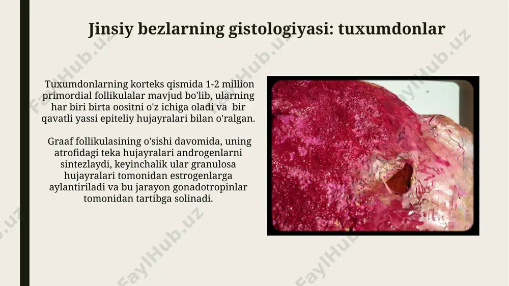 rik endokrin bezlar, masalan, qalqonsimon bez, 2 ta asosiy hujayra turi – follikulyar va parafollikulyar hujayralarni o’z ichiga oladi, ularning har biri gormonlarni ishlab chiqarish va sekretsiya qilishda muhim rol o’ynaydi. qalqonsimon oldi bezining gistologiyasi bezi parenximasida follikullar deb ataluvchi sferik strukturalar mavjud bo'lib, ularning devori tireotsitlar bilan qoplangan va kolloid bilan to'ldirilgan, bu kolloid esa tiroksin va triyodtironin prekursori hisoblanadi. qalqonsimon oldi bezi, asosan, 2 xil hujayradan: tireotsitlar va parafollikulyar hujayralardan tashkil topgan bo'lib, tireotsitlar tiroksin (t4) va triyodtironin (t3) gormonlarini ishlab chiqaradi. gipofizning gistologiyasi: neyrohipofiz pituitsitlar gliya hujayralariga o'xshab, neyrosekretorni qo'llab-quvvatlash va himoya qilish vazifasini bajaradi, ularning yadrolari katta va yumaloq shaklda bo'ladi. neyrohipofiz asosan pituitsitlar va neyrosekretorni o'z ichiga olgan aksonlardan tashkil topgan bo'lib, ularning diametri taxminan 10 mikrometrni tashkil etadi. adrenal bezlarning gistologiyasi: medulla medullada, neyronlarga o'xshash katta, och rangli neyronlar bilan birga, kichik, quyuq rangli xromofin hujayralarining guruhlari (guruhcha) bo'ladi. xromofin hujayralari sinaptik bo'lmagan sekretor …
