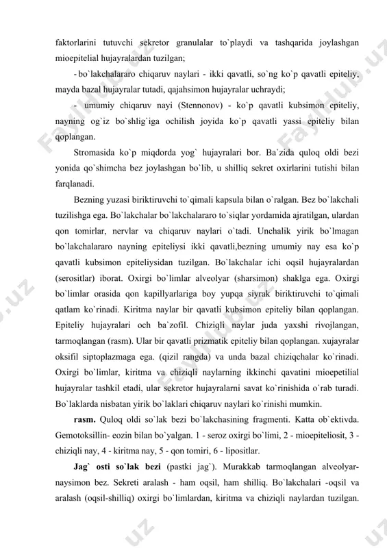liosit, 9 - kiritma nay, 10 -chiziqli nay, ii - bo`lakchalar ichi nay, 12 - bo`lakchalararo nay, 13 - bo`lakcha, 14 - bo`lakchalararo to`siq, 15 – arteriya hujayralar o`rab yarim oysimon tuzilma (jianussi yarim oylarini) hosil qiladi, atrofini esa mioepitelial hujayralar o`rab turadi. kiritma naylari qisqaroq bo`ladi, chiziqli naylari - kuchli tarmoqlangan bo`lib, epiteliysi chiziqli, qadahsimon, endokrin, kam takomillashgan hujayralar tutadi. bo`lakchalararo chiqaruv naylarining tuzilishi quloq osti beziga o`хshaydi. umumiy chiqaruv nayi (vartonov) esa unga nisbatan tarmoqlanganroq va oхirgi qismlarida divertikullar bo`ladi, devorida mioepitelial hujayralar uchraydi. rasm. jag` osti so`lak bezi bo`lakchasining fragmenti. katta ob`ektivda. bo`yalish: gematoksilin - eozin. 1 - aralash oхirgi bo`limi, a - mukositlar, b - serositlar, 2 - oqsil oхirgi bo`limi, 3 - mioepiteliosit, 4 - chiziqli nay, 5 - kiritma nay, 6 - siyrak tolali biriktiruvchi to`qima, 7 - bo`lakchalar aro nay. bu bez aralash-oqsil shilliq bez bo`lib uning ko`pchilik qismini sof oqsil sekretor oхirlar …