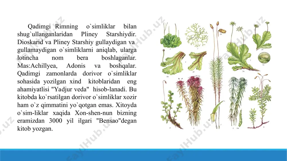o`simliklarning mevasi bo`lmaydi. engler sistemasi bo`yicha o`simliklar quyidagi tipga bo`linadi. 1.bakteriya- bacteria 2.ko`k yashil suv o`tlari-cyanophyceae 3.yashil suv o`tlari-chloropyceae 4.sariq- diatomea 5.qo`ng`ir- phacophyceae 6.qizil- rhodophyceae 7.shilimshiqlar yoki miksomitsetlar-myxophyta 8.zamburug`lar-fungi 9.lishayniklar- lichenes 10.moxlar- bryophyta 11.qirqquloqsimonlar- pteridophyta 12.ochiq urug`lilar-gymnospermae 13.yopiq urug`lilar-angiospermae 4. adabiyotlar 1. v.a.burыgin. f.x.jongurazov., j.k..saidov., g.d.mustaqimov botanika va o`simliklar fizologiyasi. t, "o`qituvchi" 1972 yil. 2. l.i.kursanov., n.a.komaranitskiy, k.i.meyyer, razdorskiy, a.a uranov botanika i,ii tom.t. «o`qituvchi» 1963-72y. 3. f.kamilova., jongurazov., botanikadan amaliy mashg`ulotlar. t. "mehnat", 1986 yil. 4. i.xamdamov., i.shukurullayev.,ye.tarasova.,yu.qurbonov., a.umirzoqov. botanika, asoslari. t., mehnat 1990 yil. 5. v.g.xrjanovskiy. kurs obshey botaniki. chast i,ii.m."vыsshaya shkola "1982 god. 6. xolida mirfayoz qizi maxkamova. botanika. t. "o`qituvchi», 1995 yil. 7. www.ziyonet.uz e’tiboringiz uchun rahmat diploma