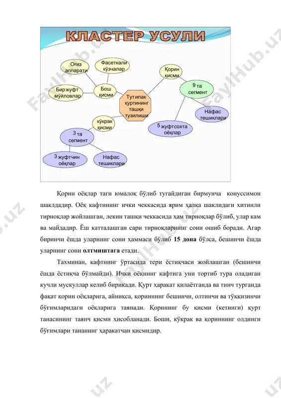 тасида жойлашган тўғри, кенг каналдан иборат бўлиб, ичак деб аталади. ичаги олд, ўрта ва орқа ичакларга бўлинади. 7-расм. ипак қуртининг овқат ҳазм қилиш органларининг тузилиши: а-ипак қурти танасида органларнинг жойлашиш тартиби: 1 -бел найчаси; 2-қорин нерв занжири; 3-ипак ажратиш бези; 4-томоқ усти нерв тугуни; 5сийдик пуфакчаси; 6-тўғри ичак; 7-орқа чиқариш тешиги; 8-овқат хазм қилиш системаси; б-тут ипак қурти ичагининг узунасига кесими: i-ичакнинг уч бўлими: 1-олд бўлими; 2-ўрта бўлим; 3-охирги бўлим; 4-жиғилдоннинг халқали клапани; 5-орқа ичак ҳалқали клапани; 6-ингичка ичак; 7-йўғон ичак; 8-тўғри орқва ичак ичак. ii-овқат ҳазм қилиш органининг олд бўлими: 1-қуртнинг боши; 2-оғиз воронкаси№3-томоқ, 4жиғилдон; 5-жиғилдоннинг халқали клапани озиқ моддалар ипак қурти организмига бир неча босқичда киради: тут барги бўлагини кемириб олиш, озиқни томоқ орқали ичакка ўтказиш, ҳазм қилиш, ўзлаштириш. қурт танасига тут барги орқали оқсиллар, ёғлар ва углеводлар киради. овқат ҳазм қилиш вақтида махсус моддаларнинг ичак таркибидаги ферментлар таъсирида руй беради. 4.қон айланиш системаси. ҳашаротларинг қон айланиш системаси …
