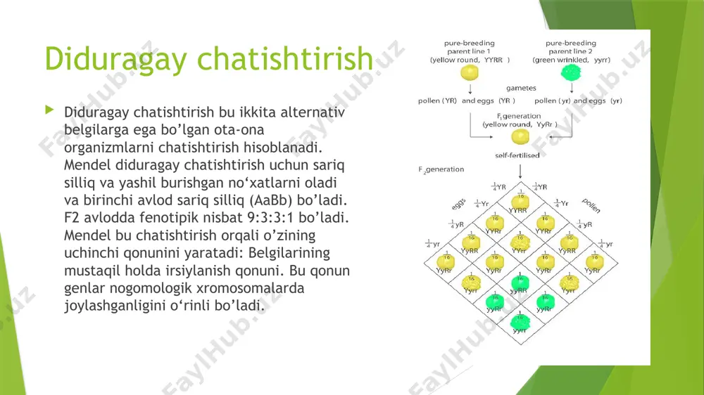 icha ajralish ro’y beradi: kulrang(c_b_, c_bb) 12ta, qora(ccb_) 3ta, malla (ccbb) 1ta . demakki, geterozigota kulrang otlar o’zaro chatishtirilsa 12:3:1 nisbatda ajralish ro’y beradi. epistaz irsiylanish epistaz irsiylanishga odamlardan misol qilib, “bombey fenomeni”ni ko’rsatish mumkin. “bombey fenomeni hindlar oilasida kuzatilgan bo’lib, u retsetsiv epistazga misol bo‘la oladi. bunda ingibitor gen sifatida (c) geni ishtirok etadi. agar bu (c) geni gomozigota holatda (cc) kelsa, har qanday qon guruhini ham birinchi qon guruhiga aylantirib yuboradi. bu irsiylanish turida fenotipik nisbat 9:3:4 nisbatda ajralish beradi. epistaz irsiylanishga misollar polimer irsiylanish polimer irsiylanish allel bo’lmagan bir necha genlar ta’sirida bitta belgining yuzaga chiqishi. polimeriya ikki xil bo’ladi: kumulyativ polimeriya—belgining yuzaga chiqishi dominant genlar soniga bog’liq bo'ladi. nomkulyativ polimeriya— belgining yuzaga chiqishi dominant gen soniga bog’liq emas. kumulativ polimeriyaga misol qilib bug’doydan don rangining va odamlarda teri rangining irsiylanishini ko’rsatish mumkin. dominant genlar soni qanchalik ko’p bo’lsa, belgi ya’nirang shunchalik to’qroq kuchliroq namoyon bo’ladi. dominant …
