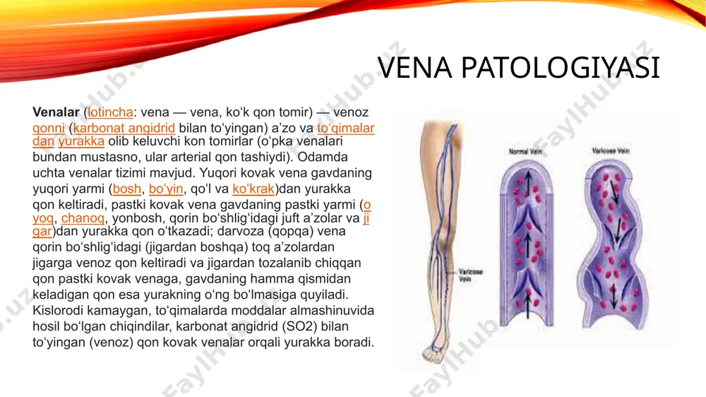 limfa va vena patologiyasi - Page 3