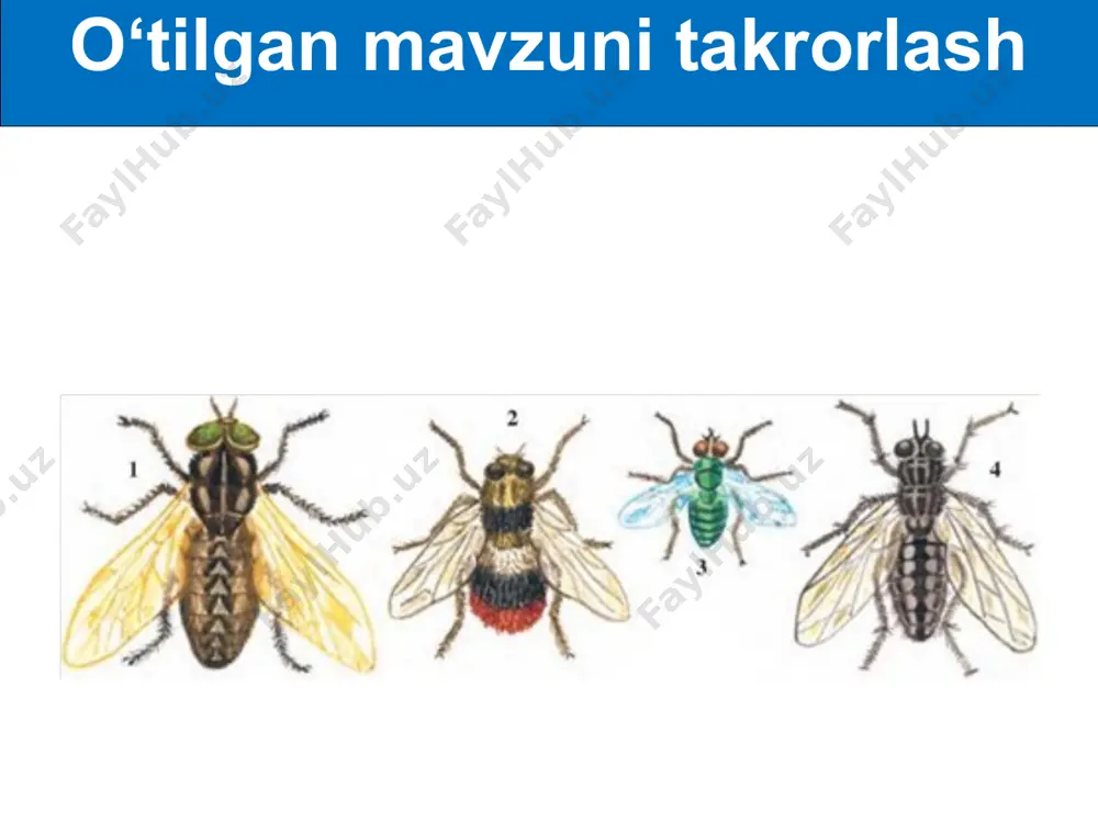 hasharotlarning kelib chiqishi va ahamiyati - Page 2