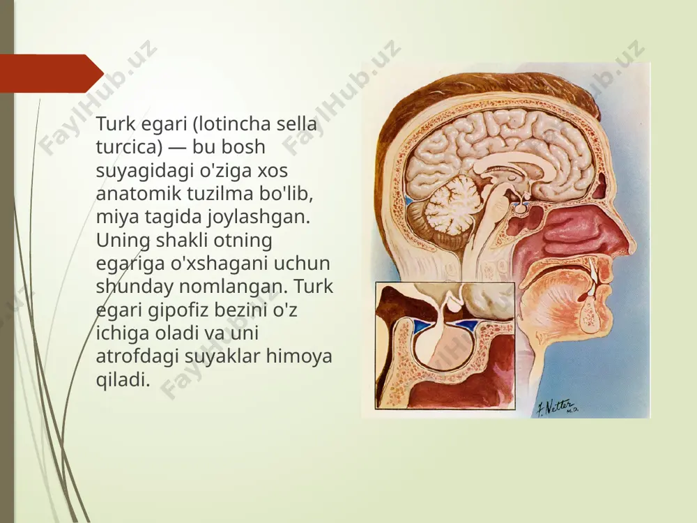 bo'sh turk egari sindromi - Page 3