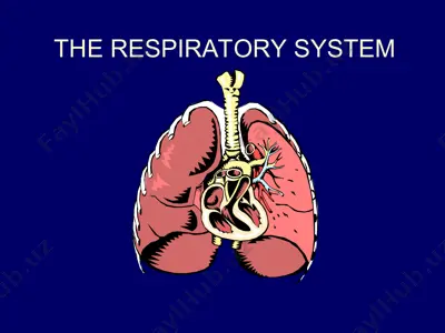 the respiratory system — PPT