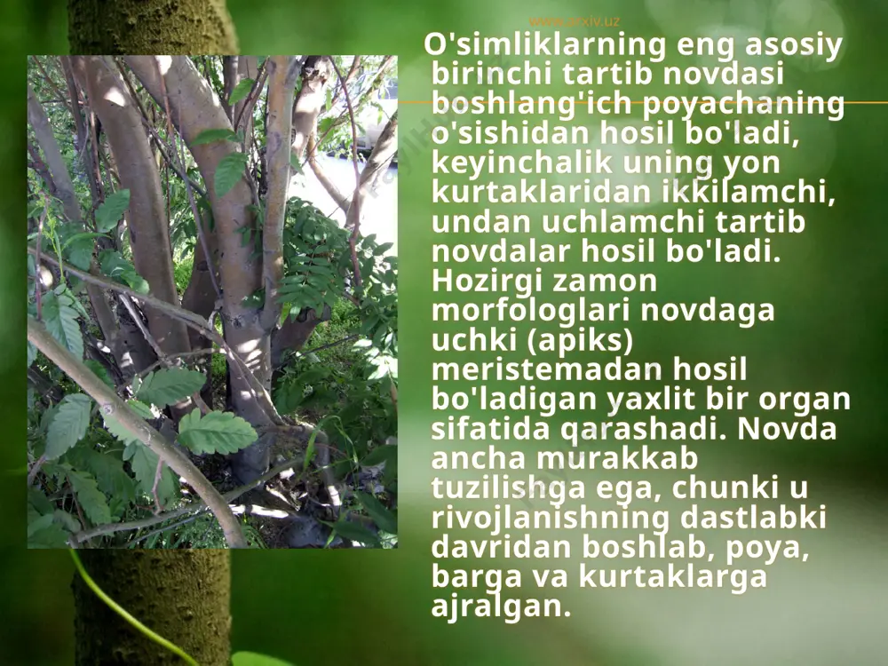 di (masalan, srin, buzina=marjondaraxt). bundan tashqari to'pgullar hosil qiladigan gul kurtaklar ham uchraydi, bular shaklan o'zgargan novdadir. nixoyat, aralash kurtaklar deb ataladigan kurtaklardan novdalar bilan gullar o'sib chiqadi. www.arxiv.uz qoshimcha kurtaklar. ekzogen yo'l bilan hosil bo'ladigan odatdagi yon kurtaklardan tashqari qo'shimcha yoki adventiv kurtaklar ham paydo bo'lishi mumkin. ular poyalarda indogen, barglarda esa ekzogen yo'l bilan hosil bo'ladi va tartibsi z joylashadi. qoshimcha kurtaklar poya, barg va ildizda ularning perisikl kambiy, o'zak nurlarida va hattoki bargning mezofil yoki epidermisidan ham hosil bo'lishi mumkin. qaysi organdan hosil bo'lishidan qat'i nazar, tuzilishiga ko'ra ular oddiy uchli yoki yon kurtaklardan farq qilmaydi. www.arxiv.uz qo'shimcha kurtaklarning biologik ahamiyati katta. ular k'opchilik o'simliklarda vegetativ ko'payishda hizmat qildai, masalan, ildiz bachkilari orqali ko'payadigan o'simliklarda (malina-o'jag'at, qulupnay va boshqalar)da albatta qo'shimcha kurtaklar bo'ladi. ildiz bachkilari - ildizda joylashgan qo'shimcha o'sib chiqqan novda (tog' teragi, shumtol, oq akatsiya, olcha, olxo'ri, serin, yantoq, chirmoqvuq, sariq bo'ztikan va boshqalar). qo'shimcha …