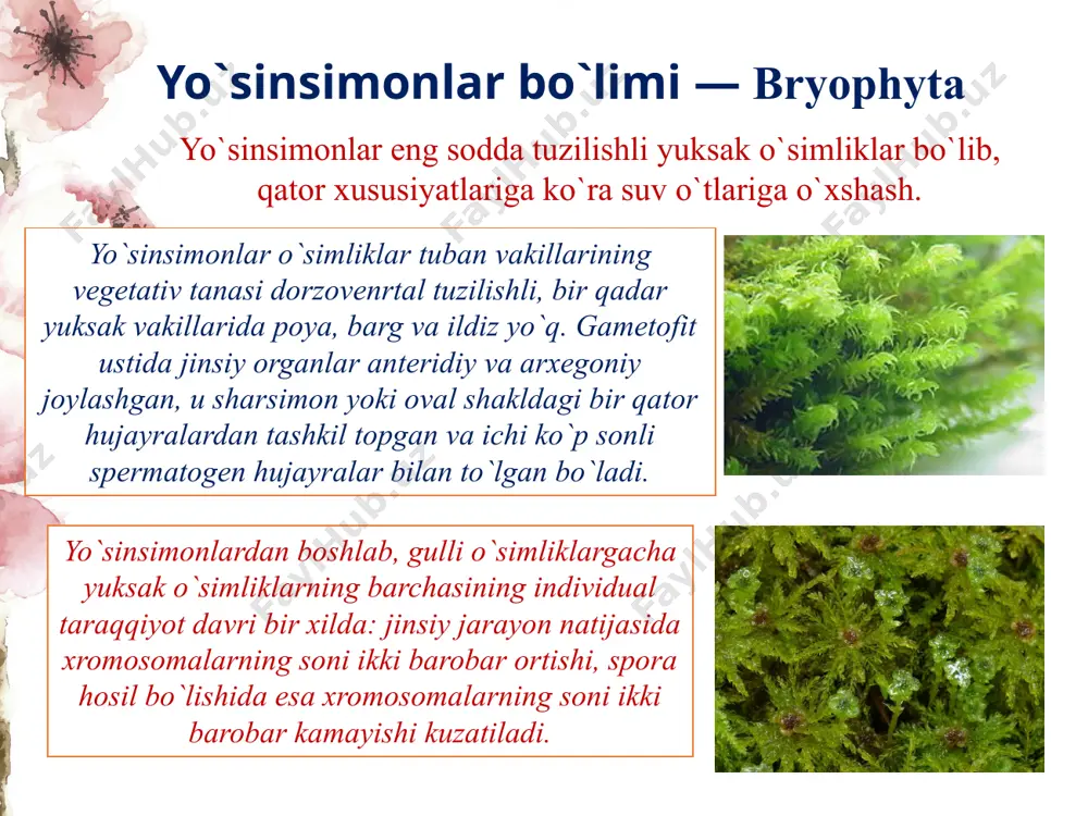 b, ayrim hollarda uning uzunligi 3 m ga qadar boradi. poyasining ichki tuzilishi nisbatan murakkab, uning sirt tomonida og`izchali epidermis joylashgan, epidermis ostida ich tomonidan endodermaga o`xshash po`st bo`ladi. endodermadan so`ng peritsikl boshlanadi, markazda esa traxeidlardan iborat ksilema joylashgan bo`lib, uni elaksimon naylar va parenxima hujayralaridan shakllangan floema o`rab turadi. plaunsimonlar ma`lum darajadagi xo`jalik ahamiyatiga ega, undan olinadigan moy tabobatda, sporasidan olinadigan bo`yoq esa jun va ipakni bo`yash uchun ishlatiladi. qirqbo`g`imlilar sinfi — equisetineae equisetineae sinfining vakillari poyasining “bo`g`imli” bo`lishi, ya`ni bo`g`im va bo`g`im oraliqlariga bo`lingan bo`lishi bilan xarakterlanadi. bo`g`imlarda, odatda, juda reduktsiyalangan va ko`pincha bir-biri bilan qo`shilib, naysimon qinlar hosil qiladigan barglar halqa shaklida joylashadi. shox halqalari ham bo`g`imlarda bo`ladi. qirqbo`g`imlar oilasi — equisetaceae bu oilaga birgina qirqbo`g`im (equisetum) avlodi kiradi. uning 25 ga yaqin turi bor, bu turlar avstraliyadan tashqari butun yer yuzida tarqalgan. suv havzalarimizda, odatda, ko`p uchraydigan dala qirqbo`g`imi — equisetum arvense bu oilaning xarakterli belgilari …