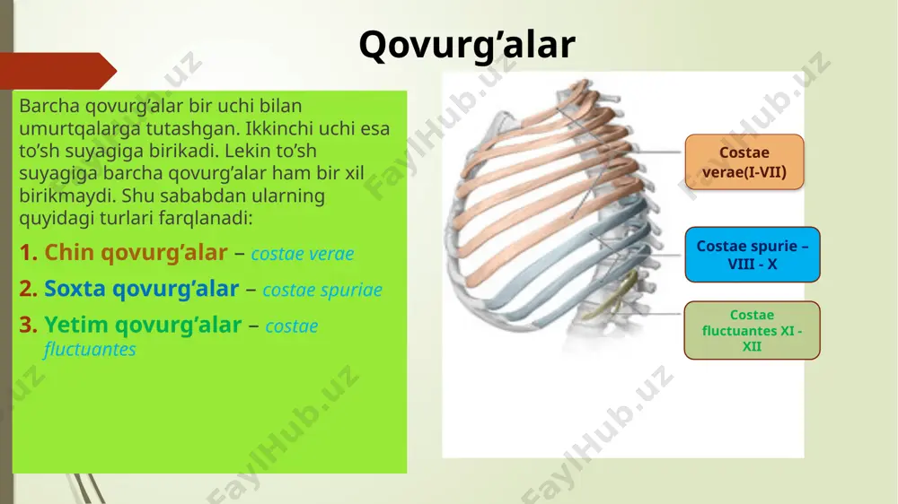 rculum musculi scaleni sulci arteriae et venae subclaviae to’sh suyagi to’sh suyagi quyidagi asosiy uchta qismdan tashkil topgan: dastasi ( manubrium sterni ) tanasi (corpus sterni) xanjarsimon o’sig’i (processus xyphoideus) to’sh dastasi (manubrium sterni) bo’yinturuq o’yig’i incisura jugularis – to’sh dastasining eng yuqori qismi markazida joylashgan o’mrov o’yig’i incisura clavicularis – juft tuzilma, dastaning yuqorigi yon tomonida joylashgan bo’lib o’mrov suyagining birikishi uchun xizmat qiladi. qovurg’a o’yig’i incisura costalis – ikkita yon tomonida nirinchi qovurg’a birikishi uchun butun, pastki qismida esa ikkinchi qovurg’a uchun yarim o’yiq. to’sh burchagi angulus sterni – to’sh tanasi hamda dastasining qo’shilishidan hosil bo’lgan. 1 2 3 4 to’sh tanasi (corpus sterni) to’shning tashqi yuzasi (facies externa) – qavariq to’shning ichki yuzasi (facies interna) – botiq tananing boshidan oxirigacha ikki yon tomonida ii-vii gacha bo’lgan qovurg’alar tog’aylarining birikishi uchun o’yiqlar (incisura costalis)mavjud. !!! 2-qovurg’a uchun yuqorida yarimta, 7-qovurg’a uchun esa pastda yarimta. qolgan qovurg’alar uchun esa …