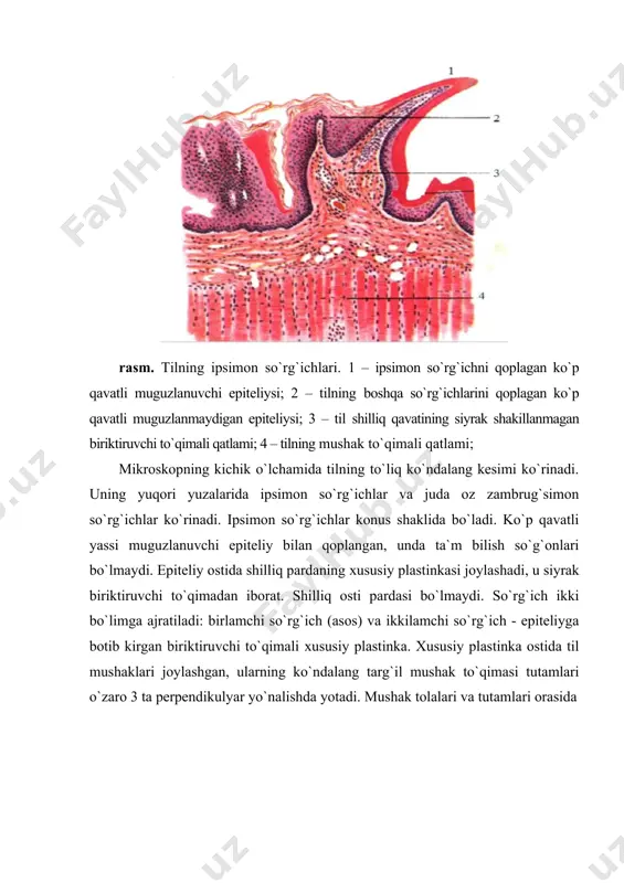 tinkasi joylashadi, u siyrak biriktiruvchi to`qimadan iborat. shilliq osti pardasi bo`lmaydi. so`rg`ich ikki bo`limga ajratiladi: birlamchi so`rg`ich (asos) va ikkilamchi so`rg`ich - epiteliyga botib kirgan biriktiruvchi to`qimali хususiy plastinka. xususiy plastinka ostida til mushaklari joylashgan, ularning ko`ndalang targ`il mushak to`qimasi tutamlari o`zaro 3 ta perpendikulyar yo`nalishda yotadi. mushak tolalari va tutamlari orasida rasm. tilning bargsimon so`rg`ichlari. bo`yalish: gematoksilin - eozin. 1 - bargsimon so`rg`ichlar, 2 - ko`p qavatli yassi muguzlanmaydigan epiteliy, 3 -biriktiruvchi to`qimali so`rg`ichlar (ikkilamchi), 4 - ta`m bilish piyozchalari, 5 - oqsil so`lak bezlari, 6 - so`lak bezlarining chiqaruv naylari, 7 - qon tomirlar, 8 - ko`ndalang-targ`il mushak tolalari. mayda qon tomirlarga boy siyrak biriktiruvchi to`qima qatlamlari ko`rinadi (endomiziy va perimiziy). til mushagi osti pastki yuzasi siyrak biriktiruvchi to`qimali shilliq osti pardasiga ega, unda ko`plab qon tomirlar ko`rinadi. u aniq chegarasiz хususiy plastinkaga davom etadi, ustidan esa ko`p qavatli muguzlanmaydigan epiteliy bilan qoplangan. tilning pastki yuzasida so`rg`ichlar yo`q. …