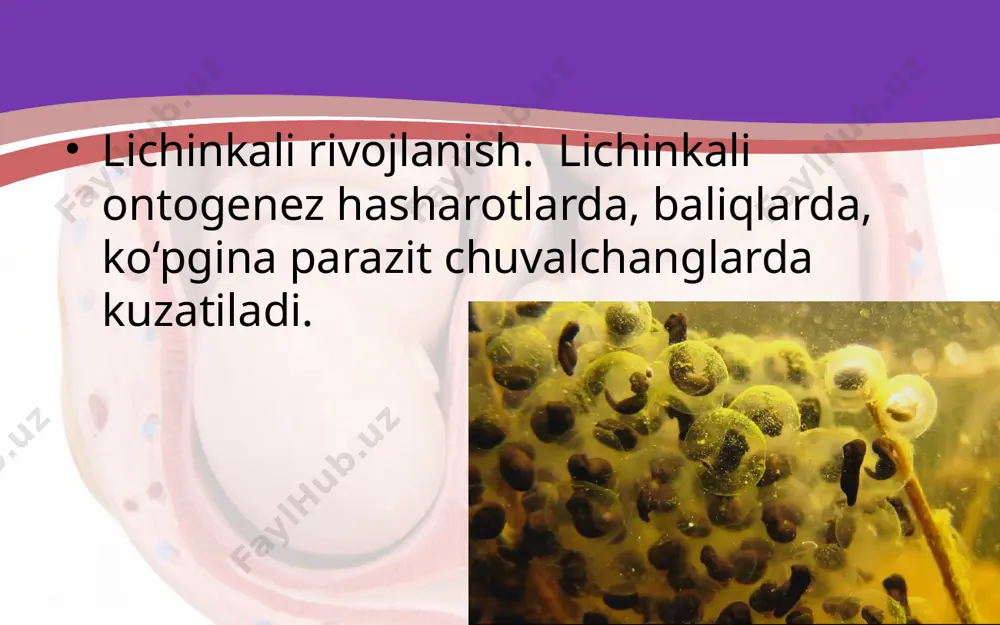 embrional rivojlanish davri. 9 - sinf - Page 3