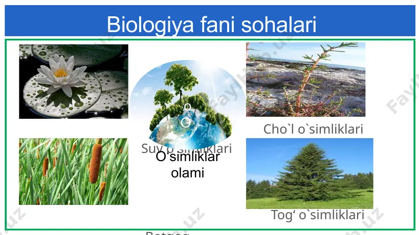 ob‘yektlari o‘simliklarning yer yuzida tarqalish qonuniyatlari o‘simliklar organlarining tashqi tuzilishini o‘rganish qazilma o‘simliklar haqidagi fan o‘simliklar ichki tuzilishini o‘rganish yo‘sinlarning tuzilishi, hayot kechirishi,tarqalishini o‘rganadi o‘simliklar hayotiy jarayonlarini o‘rganadi mustahkamlash uchun topshiriqlar i9 presentation to joe smith ‹#› botanika sohalari botanika fani sohalarining tadqiqot ob‘yektlari suv o‘tlari tuzilishi, hayot kechirishi,tarqalishini o‘rganadi o‘simliklarning tashqi muhit bilan bo‘lgan munosabatlardagi qonuniyatlarni o‘rganadi lishayniklarning tuzilishi, hayot kechirishi, tarqalishini o‘rganadi o‘simliklarning kelib chiqishi va belgilari asosida ularni alohida guruhlarga ajratadi o‘simliklarning ko‘payish a‘zolarining tuzilishi, ko‘payish bilan bog‘liq jarayonlarni o‘rganadi mustahkamlash uchun topshiriqlar i9 presentation to joe smith ‹#› mustahkamlash uchun topshiriqlar botanika fani nimani o‘rganadi? sohalarini yozing. o‘simliklarning inson uchun ahamiyati nimada? qizil kitobga kiritilgan o‘simliklarni aniqlang. o‘simliklarning inson uchun ahamiyatini yozing. i9 presentation to joe smith ‹#› 19 image1.jpg image2.jpg image3.jpg image4.jpg image5.jpg image6.jpg image7.jpg image8.jpg image9.jpg image10.jpg image11.jpg image12.jpg image13.jpg image14.jpg image15.jpg image16.jpg image17.jpg image18.jpg image19.jpg image20.jpg image21.jpg image22.jpg image23.jpg image24.jpg image25.jpg image26.jpg image27.jpg …