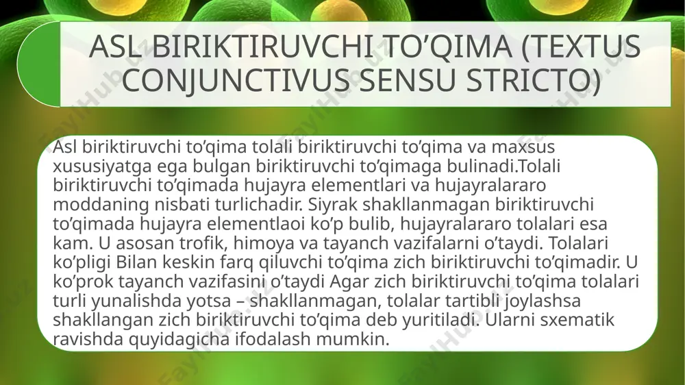 ususan, odamda ko’p uchrovchi hujayra turidir. u murtaklarda, taloq, limfa tuguni, jigar, ichakning shilliq qavatida va boshqa a’zolarda uchraydi. plazmatik hujayralar oval yoki yumaloq shaklga ega bo’lib, yadrosi ekstsentrik joylashadi. hujayra sitoplazmasi to’q bazofil bo’yaladi. elektron mikroskopda plazmotsit sitoplazmasida juda yaxshi rivojlangan donador endoplazmatik to’r, golji kompleksi va erkin ribosomalarni ko’rish mumkin. golji kompleksi atrofi-da lizosomalar ham uchraydi. plazmotsitlarning asosiy vazifasi immunoglobulinlar yoki antitelolar ishlab chiqarishdir. hozirgi vaqtda immunoglobulinlarning asosan 5 sinfi (a, g, m, d, e) plazmatik hujayrada hosil bo’lishi tasdiqlangan. bu moddalar donador endoplazmatik to’rda vujudga kelib, boshqa a’zo hujayralaridagi singari sekretor konveyerga tushib, hujayradan tashqariga chiqariladi. to’qima bazofillari yoki semiz hujayralar (labrocytus seu granulocytus basophilus textus) to’qima bazofillari (labrotsit, mastotsit yoki geparinotsit) birinchi marta 1877 yilda paul erlix tomonidan ta’riflangan bo’lib, sitoplazmasida yirik donachalarni tutgani uchun semiz hujayralar nomini olgan. ular asosan qon tomir kapillyarlari atrofida joylashadi. bu hujayralar yirik noto’g`ri dumaloq shaklga ega bo’lib, fiziologik reaksiyalarda …