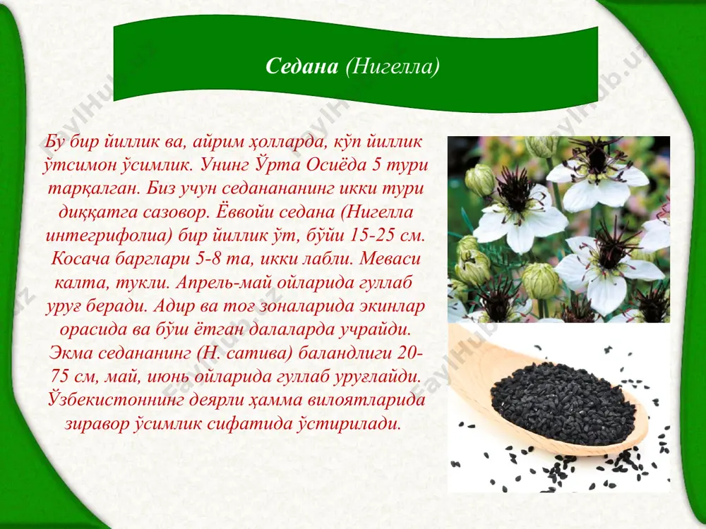 айиқтовонгуллилар қабиласи ранунcулалес - Page 5
