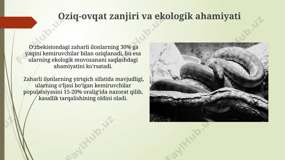 uvchilarning inlarida yashaydi. qum ilonining zahari odamlar uchun xavfli emas bo'lsa-da, kuchli tishlari bilan tishlashi og'riqli bo'lishi mumkin va lokal yallig'lanishni keltirib chiqarishi mumkin. insonlar uchun xavf darajasi qum qoplonlari (gloydius halys) ning chaqishi ogʻriqli va toksik boʻlib, qon ivishini buzadi, shuningdek 3-5% hollarda oʻlimga olib kelishi mumkin. o'rta osiyo qora gʻurrasi (echis carinatus) ning zahari, odamlar uchun juda xavfli boʻlib, har yili oʻnlab odamlarni kasalxona yotqizishga majbur qiladi, oʻlim hollari ham uchraydi. geografik tarqalish xususiyatlari qizilqum va kenglikum cho‘llarining shimoliy va janubiy qismlarida zaharli ilonlarning zichligi har xil bo‘lib, suv manbalariga yaqin hududlarda ularning kontsentratsiyasi yuqoriroq. markaziy osiyo cho‘llarida, ayniqsa qoraqalpog‘iston respublikasining qumli hududlarida, ko‘plab zaharli ilon turlarining, jumladan, 5 dan ortiq turdagi gyurza ilonlarining keng tarqalganligi kuzatiladi. e'tiboringiz uchun rahmat @taqdimot_robot image1.jpg image2.jpg image3.jpg image4.jpg image5.jpg image6.jpg image7.jpg image8.jpg image9.jpg image10.jpg image11.jpg image12.jpg image13.jpg image14.jpg image15.jpg image16.jpg image17.jpg
