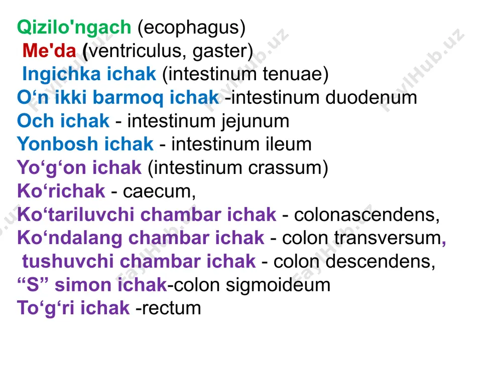 entis) hosil qiladi. tish pulpasi joylashgan joyiga qarab toj qismi ichidagi (pulpa coronalis) va ildiz ichidagiga (pulpa radicialis) bo‘linadi. tishning moddasi dentindan (dentinum) iborat bo’lib, tish toji tashqi tomondan emal (enamalum), ildizi esa sement (cementum) bilan qoplangan. til /lingua/ ko`ndalang targ`il muskullardan tashkil topgan a`zo bo`lib, unda muskul tolachalaridan tashkil topgan tutamlar tartibsiz holda bo`ladi. tilning oldida til uchi - apex linguae, o‘rtasida til tanasi - corpus linguae va orqa kengaygan qismida til ildizi -radix linguae bo‘ladi. tilning uchi va yon tomonlari (margo linguae) tishlarga tegib turadi. tilning ustki yuzasining orqa qismi (dorsum linguae) bo‘rtgan bo‘lib, tanglayga qaragan. pastki yuzasi (facies inferior) tilning faqat old qismida bo‘ladi tilning ustki yuzasida to‘rt xil so‘rg‘ich mavjud. i.ipsimon so‘rg’ichlar tilning ust yuzasida duxobasimon tus berib turadilagan. bu so‘rg‘ichlar ovqatni qabul qilishda,chaynashda va halqumga yo‘naltirishda hamda ovqat hajmining yumshoqligi va uning mexanik xususiyatlarini sezishda qatnashadi. 2. zamburug‘simon so‘rg‘ichlar - tilning uchi va yonlarida joylashgan …