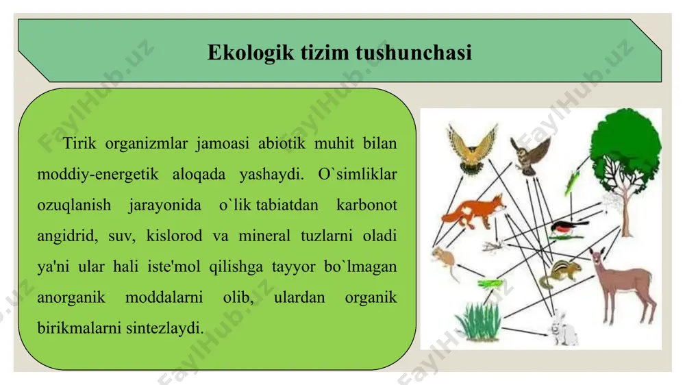 ekologik piramidalar va ekotizmlarning o’zgarish su’rati - Page 3