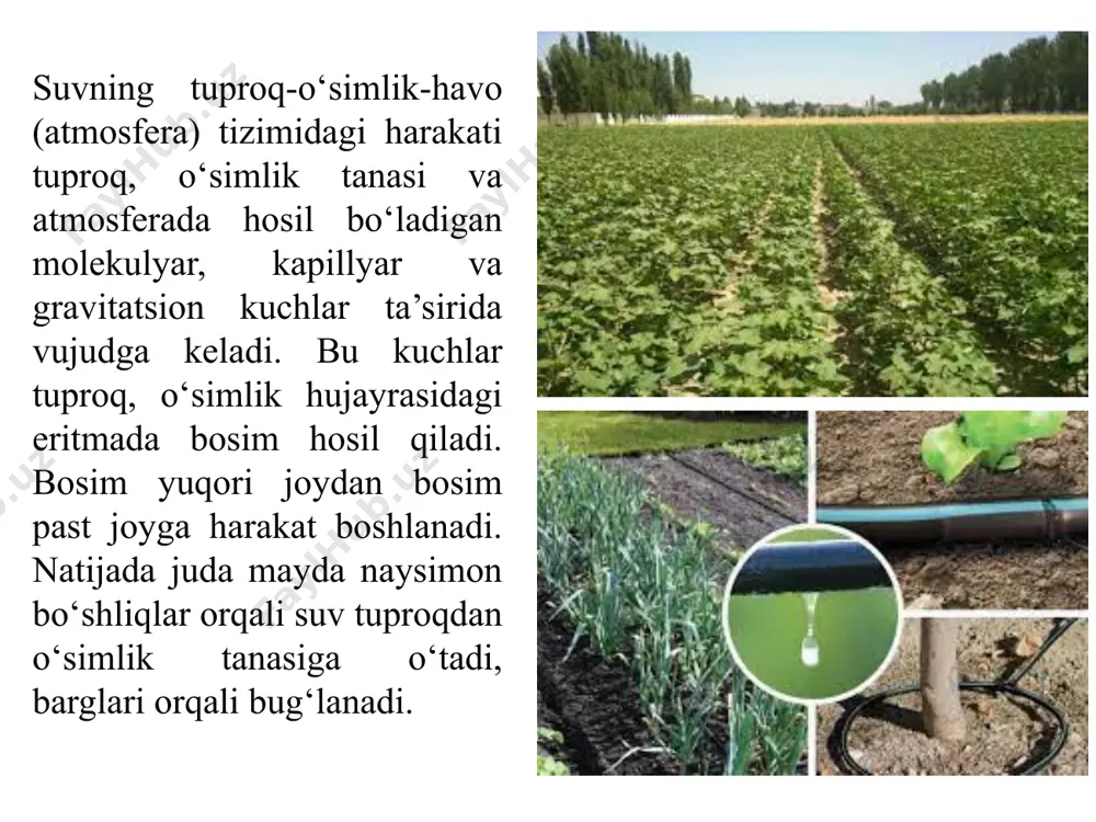 i sug’orish uchun dalaga beriladigan suv miqdori — meʼyorini tug’ri aniqlash yotadi. buning uchun tuproqning dala nam sig’imi, mazkur o’simlik uchun tuproqda namlikning kam miqdori va namiqishi zarur bo’lgan tuproq qatlamining qalinligini bo’lish zarur. shu ko’rsatkichlarning miqdorini quyidagi tenglamaga qo’yib o’simlikni sug’orish meʼyori aniqlanadi: xv = (а - b) x h + k bunda: w – sug’orish meʼyori, m3/ga; а — qatlamdagi o’rtacha dala nam sig’imi, %; b — sug’orishdan oldin qatlamdagi o’rtacha namlik (а — qatlamdagiga nisbatan %); h — qatlam qalinligi, sm; k — sug’orish davrida bug’lanishga sarflanadigan suv miqdori (w ning 5—10% ini tashkil etadi), m3/ga. savollar: 1. o’zbekistonda yetishtiriladigan ekinlar nima uchun sug’oriladi? 2. tuproqdan o’simlikka ildiz orqali suv o’tish mexanizmi nimadan iborat? 3. o’simliklarning sug’orish meʼyori kanday aniqlanadi? 4. o’simliklarni sug’orish tartibi deganda nima tushuniladi? 5. o’simliklarni tuproqdagi sug’orish oldi namligi (g’uza misolida) necha foizni tashkil etadi? e’tiboringiz uchun rahmat! image1.png image2.jpeg image3.jpeg image4.jpeg image5.jpeg …