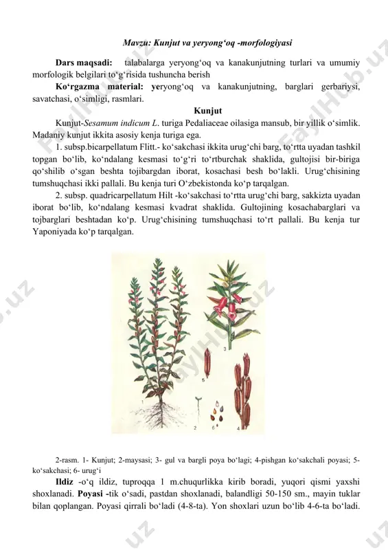 lib o‘sgan, naychasimon, ikki labli, rangi pushti, binafsha, oq. changchisi 5-ta bo‘lib, bularning bittasi odatda rivojlanmaydi. tugunchasining uzun ustunchasi va to‘rt bo‘lakli tumshuqchasi bo‘ladi. guli tukli, o‘zidan changlanadi, ammo tabiatda arilar yordamida chetdan changlanishi mumkin. mevasi -ko‘sakcha, cho‘ziq, yassi, tukli. ko‘sakchasi 2 yoki 4-ta mevali bargdan tashkil topgan, bularning cheti ichkariga qayrilgan, soxta to‘siq hosil qiladi. kunjutning ayrim namunalari soxta to‘siqlar chala rivojlangan bo‘ladi yoki mutlaqo bo‘lmaydi. ko‘sakchalari yetilganda chatnab ketadi, bu xolda ko‘ndalang to‘siqlar urug‘ni to‘kilishidan saqlab turadi, agar bu to‘siqlar chala rivojlangan bo‘lsa yoki umuman bo‘lmasa, urug‘ oson to‘kilib ketadi. lekin to‘siqli ko‘sakchalar ochilganda urug‘i bemalol to‘kiladi, chunki ko‘sakning urug‘chi bargidagi har bir uyaning usti ochiq bo‘ladi. kunjutning kusakchasi yopiq turadigan namunalari mavjud. ko‘sakcha to‘rt yoki sakkiz uyali, uzunligi 4 sm., eni 0,9 sm.atrofida. bir tup o‘simlikda 20-100 ta ko‘sakcha bo‘ladi. urug‘i ko‘sakchaning uyalarida joylashadi, mayda, yassi tuxumsimon, uzunligi 2,7 -4,0 mm,eni 1,9 mm,1000-tasining vazni 2-5 g. bo‘ladi. …