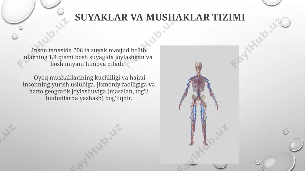 odam tanasining anatomik tuzilishi haqida maʼlumot berish - Page 3