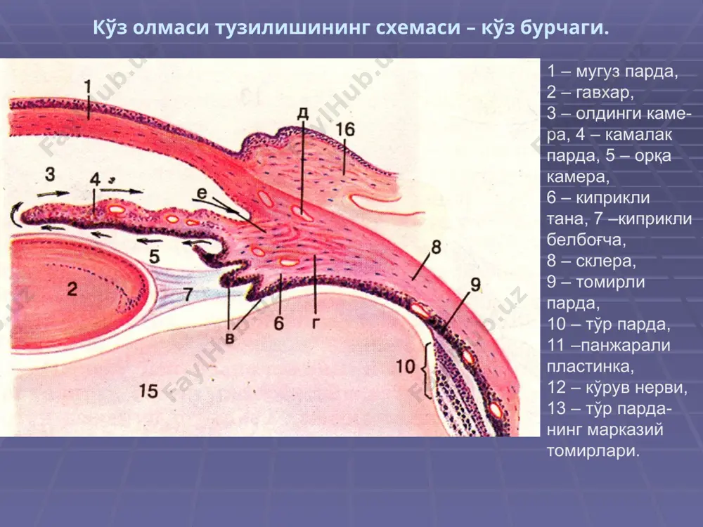 ор толали ҳужайралар, а – толалар, 4 – желатиноз купол 5 – нерв толалар 6 – нерв оҳирлари 1 2 3 а 4 5 6 ҳид билиш аъзоси. шиллиқ парда ҳид билиш эпителийси ультраструктура схемаси 1 – киприкчалар, 2 – ҳид билиш безининг оҳирги бўлимлари, 3 – қон томир, 4 – таянч эпителиоцит, 5 – ҳид билувчи нейросенсор ҳужайра, 6 – базал эпителиоцит, 7 – кам дифференцирланган нейрон, 8 – базал мембрана, а – дендрит, б – тўноғич, в – киприкча, г – микроворсинкалар, д – аксон. ҳид билиш соҳаси шиллиқ пардасида уч тип ҳужайралар ва боумен бези кўринади: а – базал ҳужайралар, в – таянч ҳужайралар, с– ҳид билаш ҳужайралари (рангли), d– боумен бези. таъм билиш аъзоси – тил баргсимон сўрғичларининг таъм пиёзчалари. эпителий бириктирувчи тўқима таъм пиёзчаси таъм пиёзчаси ҳужайралари таъм пиёзчаси ультраструктураси схемаси 1 – эпителий 2 – бириктирувчи тўқима, 5 – таъм билиш пиёзчасининг тешиғи, 6 …