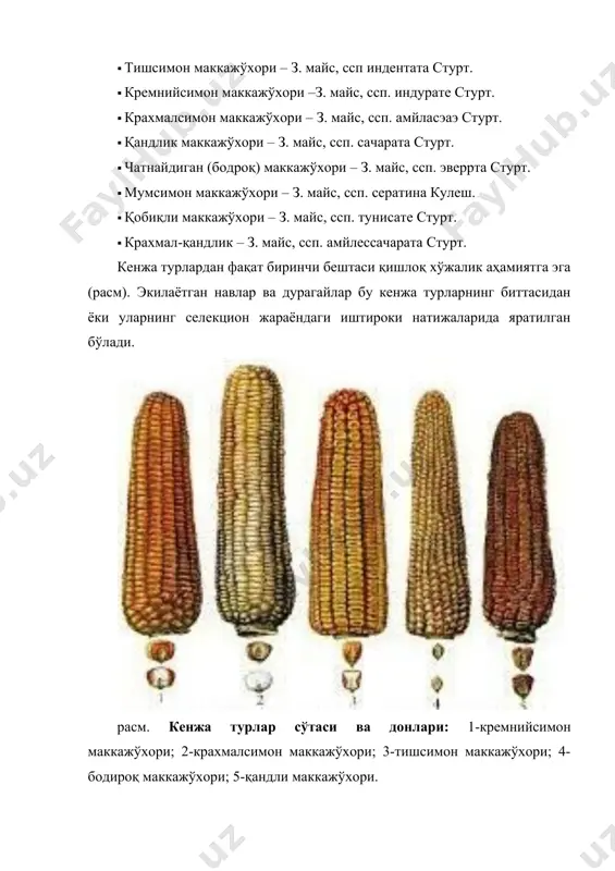 рлари, навлар ва дурагайларининг таърифлари 1-топшириқ. интернет ва бошқа манбалардан маккажўхори кенжа турларининг селекция ва уруғчилик учун аҳамиятли маълумотларини тўпланг. адабиётлар: 1. абдукаримов д.т. донли экинлар селекцияси ва уруғчилиги. тошкент 2010й. 402 б. 2. абдукадиров д.т. қишлоқ хўжалиги экинлари селекцияси ва уруғчилиги. тошкент 2002 й. 275 бет. 3. азизов б.м. кузги буғдой дон сифатини оширишнинг муҳим омиллари. ж.ўзбекистон аграр фани ҳабарномаси. 3 (69)-сони, 2017й. 4. азизов б.м., исроилов и.а., худойкулов ж.в. ўсимликшуносликда илмий тадқиқот ишлари. дарслик. тошкент 2014. 265 б. 5. азизов қ.қ., ашуров к.к. қанд жўхорининг янги навларини яратишда селекцияни тутган ўрни “ўзбекистон пахтачилигини ривожлантириш истиқболлари” номли республика илмий тўплами 2014 йил (i-қисм) 128 ва 130 бетлари 6. ан хе сунг, азизов к.к., еденбаев д., бобоев фю г., тахирбаева д.у. тритикале етиштириш қўлланмаси. ташкент. 2017. 22 б. 7. виноградов б.и., атабаева х.н., дементьева а.а. ўсимликшунослик. “мехнат” матбуоти. 1987. 166 б. 8. дала тажрибаларини ўтказиш услубиятлари. тошкент 2007. 149 б.