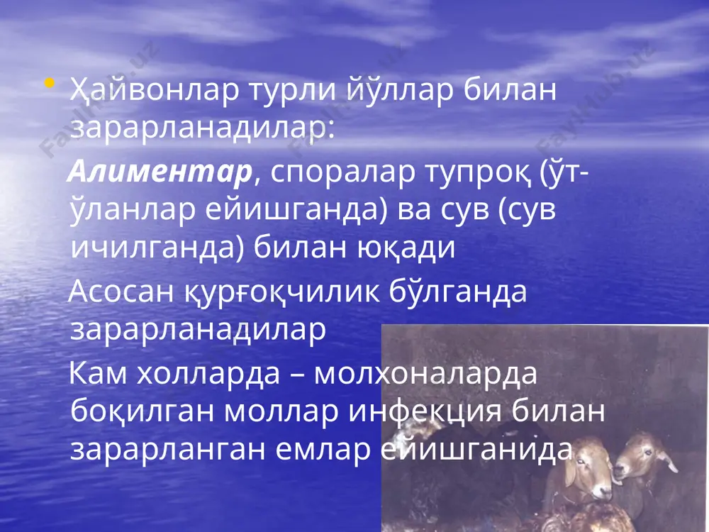 куйдирги 2 - Page 5