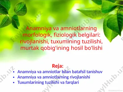 anamniya va amniotlar haqida taqdimot — PPTX