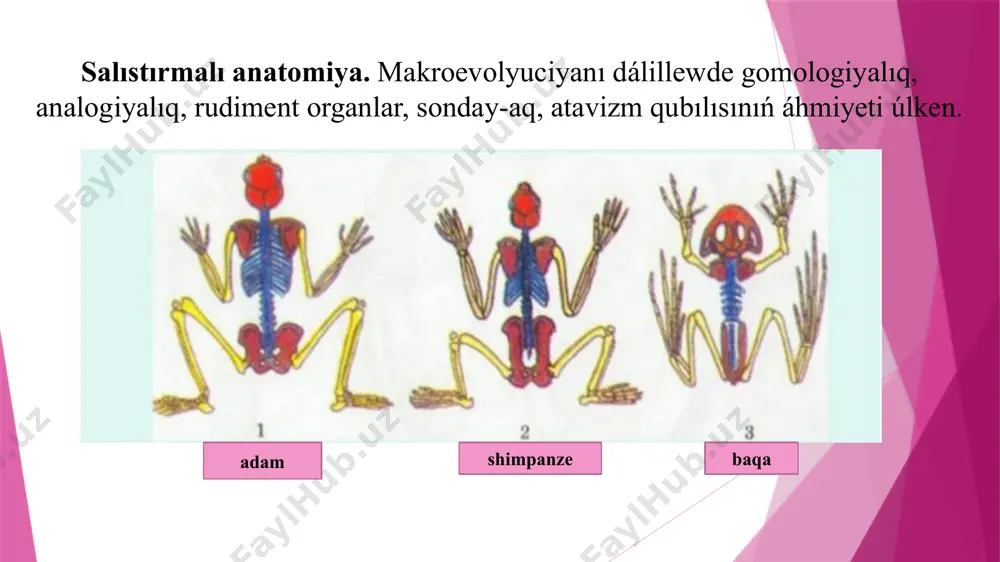 anǵan. shógindi jınıslardı tekseriw ushın juqa, tınıq shliflerdi mikroskop astında baqlap bakteriyalar hám basqa mayda organizmler qaldıǵın kóriw múmkin. 1 – ushpaytuǵın qus kividiń qanat skeleti súyekleriniń qaldıǵı; 2 – kittiń segizkóz hám arqa ayaq skeleti qaldıqları. paleontolog ilimpazlar haywanlardıń qazılma túrdegi qaldıqlarına qarap organizmler tiri waqıtta qanday bolsa, tap sonday sırtqı kórinisin hám dúzilisin tiklemekte. tiklewde belgili francuz biologı jorj kyuveniń korrelyaciya nızamına muwapıq ashqan rekonstrukciya (latınsha rekonstruktio – qayta tiklew) metodınan paydalanıladı. rekonstrukciya metodı bas, qol, ayaq hám denedegi basqa súyekler, bulshıq etlerdi óz-ara salıstırıp, qatnasın anıqlawǵa tiykarlanadı. rekonstrukciya metodı járdeminde áyyemgi dáwirlerde jasaǵan bir neshe omırtqalı haywanlar, adam ata-tekleriniń sırtqı kórinisin tiklewge miyasar boldı. ch. darvin óz waqtında paleontologiyalıq jılnama tolıq emes dep kórsetip ótken edi. biraq soǵan qaramastan ilim tarawında toplanǵan paleontologiyalıq dáliller áyyemgi waqıtlarda haywanat hám ósimlikler dúnyası qanday bolǵanlıǵı haqqında túsinikler payda etiwge múmkinshilik beredi. jorj kyuve úyge tapsırma evolyuciyanı dálillewde salıstırmalı anatomiya páńi …