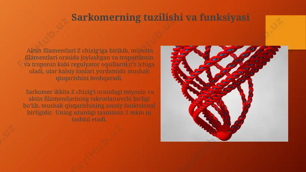 ladi. miofibrillalar va sarkomerlar z-chiziqlari qo'shni sarkomerlarni ajratib turadi va aktin filamentlarini bog'laydi, shu bilan birga, m-chiziq esa sarkomerning markazida miozin filamentlarini biriktiradi. sarkomerning uzunligi mushak qisqarishining darajasini belgilaydi, odatda 2 mikrometr atrofida bo'ladi va qisqarish paytida 1 mikrometrgacha qisqarishi mumkin. miozin boshchasining harakati har bir miozin boshchasi mustaqil ravishda harakat qiladi, lekin ularning koordinatsiyalangan harakati mushak tolasi qisqarishini ta'minlaydi, bu jarayon 100 ms ga yaqin davom etadi. miozin boshchasining harakati atp gidrolizining energiyasidan foydalanib, aktin filamenti bo'ylab 5-10 nm masofaga siljiydi, bu esa kuch hosil qilishga olib keladi. aktin va miozin filamentlari aktin va miozin filamentlarining o'zaro ta'siri ca2+ ionlarining konsentratsiyasi orqali tartibga solinadi; ca2+ ionlari tropomiozinni siljitib, miozin boshlarining aktin bilan bog'lanishini ta'minlaydi, bu esa mushak qisqarishiga olib keladi. miozin filamentlari qalinroq bo'lib, taxminan 300 ta miozin molekulalaridan tashkil topgan va har bir miozin molekulasi ikkita og'ir va to'rtta yengil zanjirdan iborat. ularning boshlari atp gidrolizini katalizlaydi va …