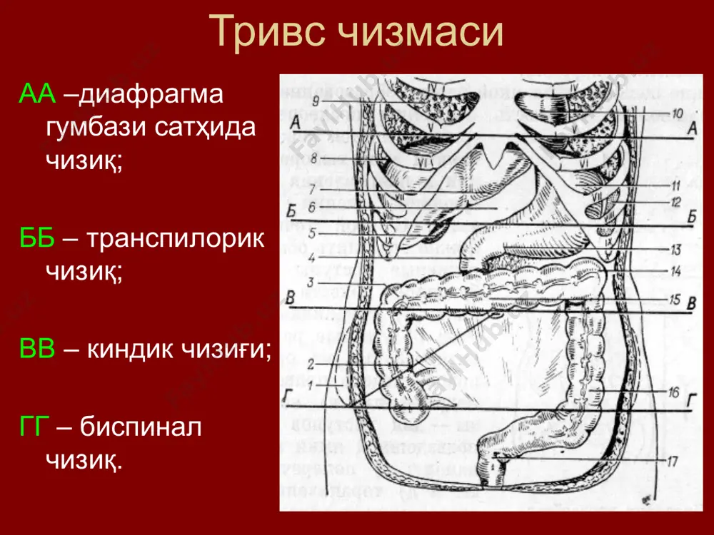 есими (ридел-кохер) 3. чап томонлама қийшиқ қовурға ости кесими (шпренгел) 4. чов кесими чурра кесиш учун қийшиқ-ўзгарувчан қовурға ости кесими бурчакли кесимлар федоров қовурға ости кесими рио-бранко медиал-бурчакли кесими мейо-робсон латерал-бурчакли кесими ильин кесими кер кесими кўндаланг кесимлар бунда кенг қийшиқ мускуллар йўналиши бўйича кесилади, бир ёки иккала тўғри мускуллар кесилиши мумкин (пфанненштил, черни кесимлари). афзалликлари: томир-нерв тутамларининг сақланиши кесим латерал томонга то ўрта қўлтиқ ости чизиғигача узайтирилиши мумкин яра қирғоқлари яхши битади камчилиги: чекланганлиги - фақат юқори ёки пастки қават аъзоларини очиш мумкин тўғри мускулларни кесиш ва бирлаштириш машаққатлилиги қорин пункцияси лапароскопия услубининг афзалликлари: очиб киришда камшикастлилик ва операция бажариш муддатининг қисқариши; «жарроҳлик оқибатида» қон йўқотилишининг озлиги; операциядан кейинги асоратлар частотасининг пастлиги; беморларнинг касалхонада ётиш муддатларининг қисқариши; даволашнинг узоқ муддатлардаги натижаларининг яхшиланиши. кўрсатмалар диагностика мақсадида: даволаш мақсадида: лапароскопияга монеликлар қорин олд деворидаги операциядан кейинги кўп сонли чандиқлар; ичакнинг яққол ифодаланган кўпчиши; бемор терминал ҳолатда бўлганда; қорин бўшлиғида битишмали жараён …