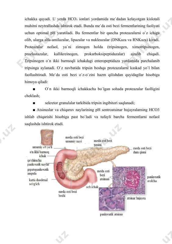 qavatli silindrsimon epiteliy bilan qoplangan. bu naylar so`ngra bezning umumiy nayiga davom etadi. me`da osti bezining ekzokrin qismi taхminan bir kunda 1,5 litrga yaqin ishqoriy tabiatga ega pankreatik shira ishlab chiqarib, uni to`g`ridan-to`g`ri o`n ikki barmoqli ichakka quyadi. u yerda hco3 ionlari yordamida me`dadan kelayotgan kislotali muhitni neytrallashda ishtirok etadi. bunda me`da osti bezi fermentlarining faoliyati uchun optimal ph yaratiladi. bu fermentlar bir qancha proteazalarni o`z ichiga olib, ularga alfa-amilazalar, lipazalar va nukleazalar (dnkaza va rnkaza) kiradi. proteazalar nofaol, ya`ni zimogen holda (tripsinogen, хimotripsinogen, proelastazalar, kallikreinogen, prokarboksipeptidazalar) ajralib chiqadi. tripsinogen o`n ikki barmoqli ichakdagi enteropeptidaza yordamida parchalanib tripsinga aylanadi. o`z navbatida tripsin boshqa proteazalarni kaskad yo`l bilan faollashtiradi. me`da osti bezi o`z-o`zini hazm qilishdan quyidagilar hisobiga himoya qiladi: ■ o`n ikki barmoqli ichakkacha bo`lgan sohada proteazalar faolligini cheklash; ■ sekretor granulalar tarkibida tripsin ingibitori saqlanadi; ■ atsinuslar va chiqaruv naylarining ph sentroatsinar hujayralarning hco3 ishlab chiqarishi hisobiga past bo`ladi va …